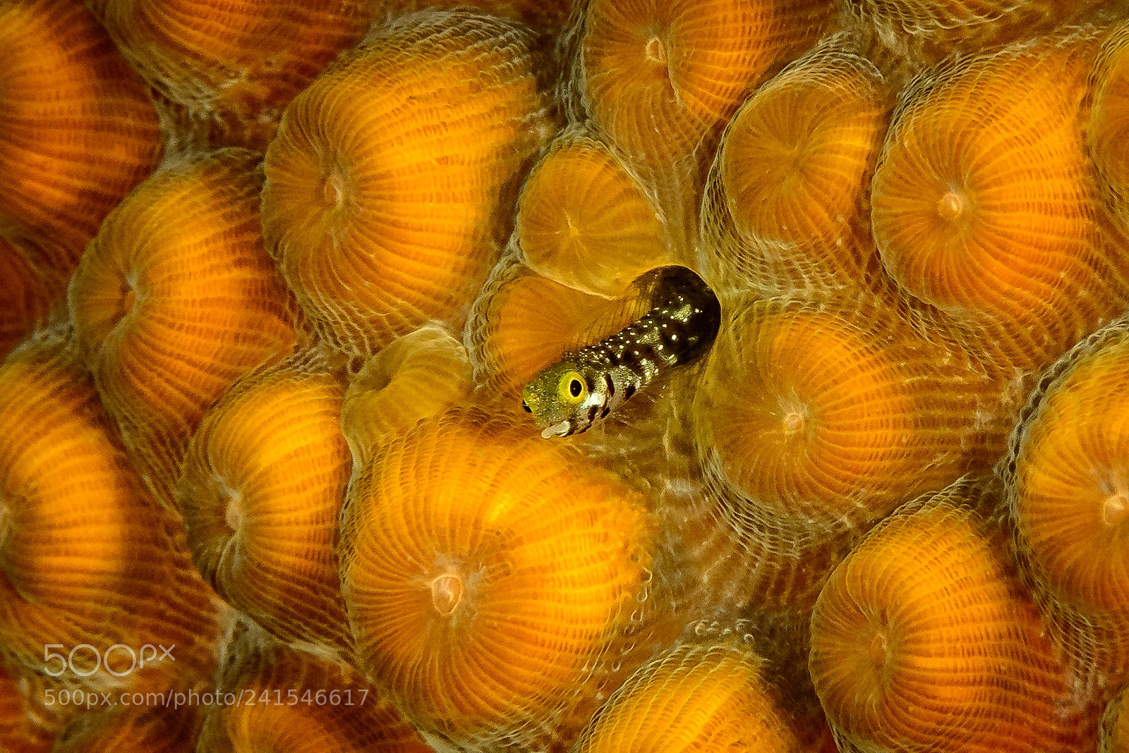 Nikon D800 sample photo. Secretary blenny photography