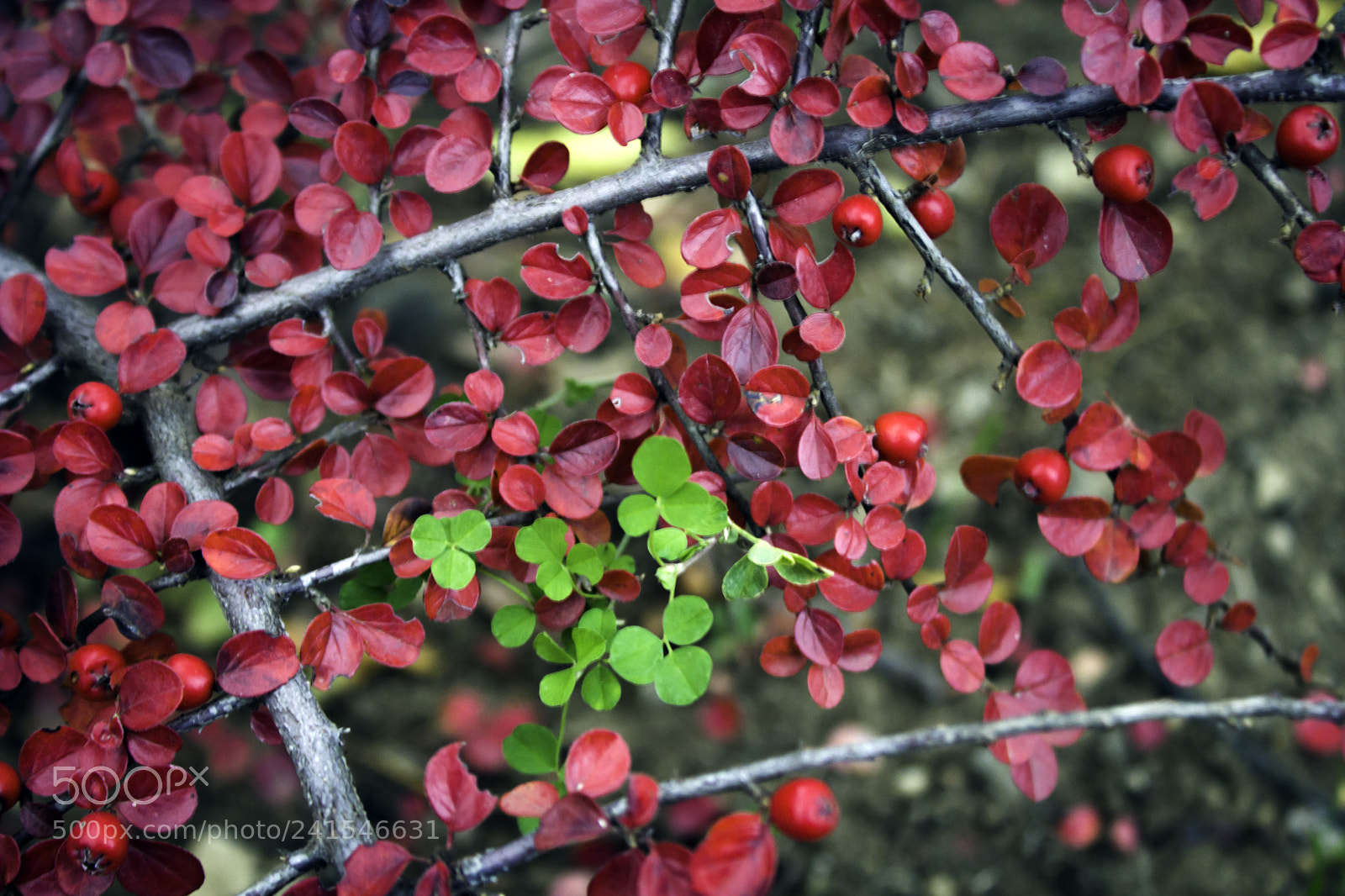 Canon EOS 60D sample photo. () photography
