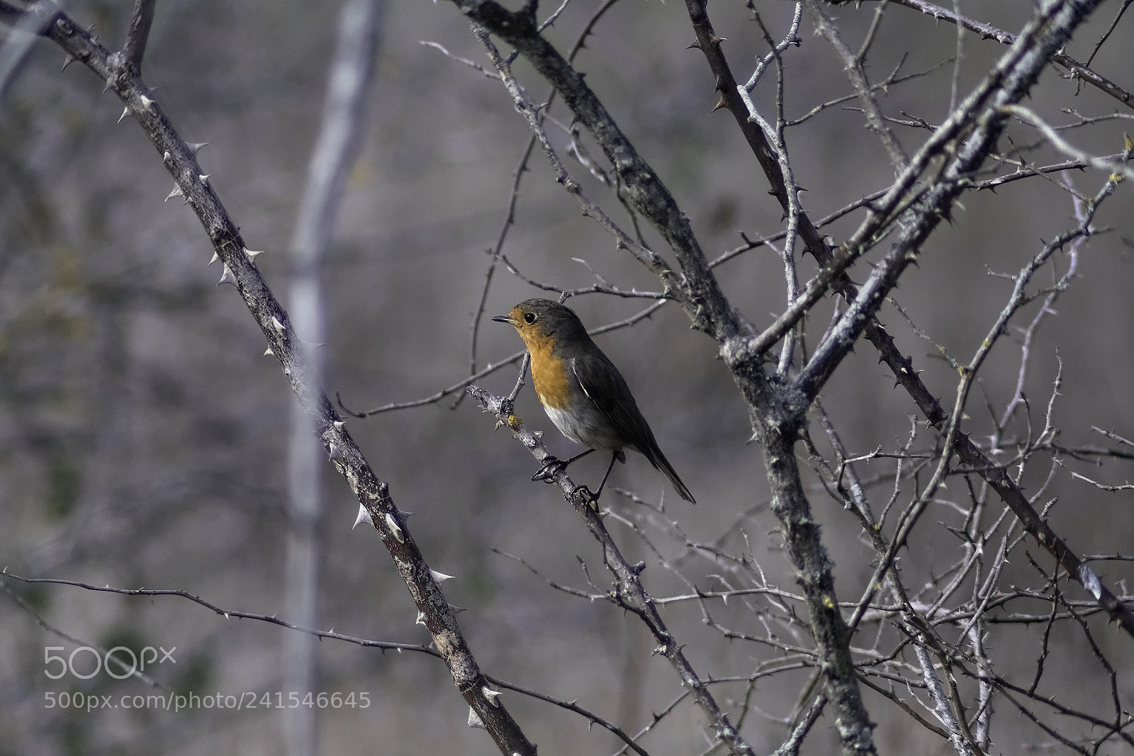 Fujifilm X-T20 sample photo. Rouge-gorge photography