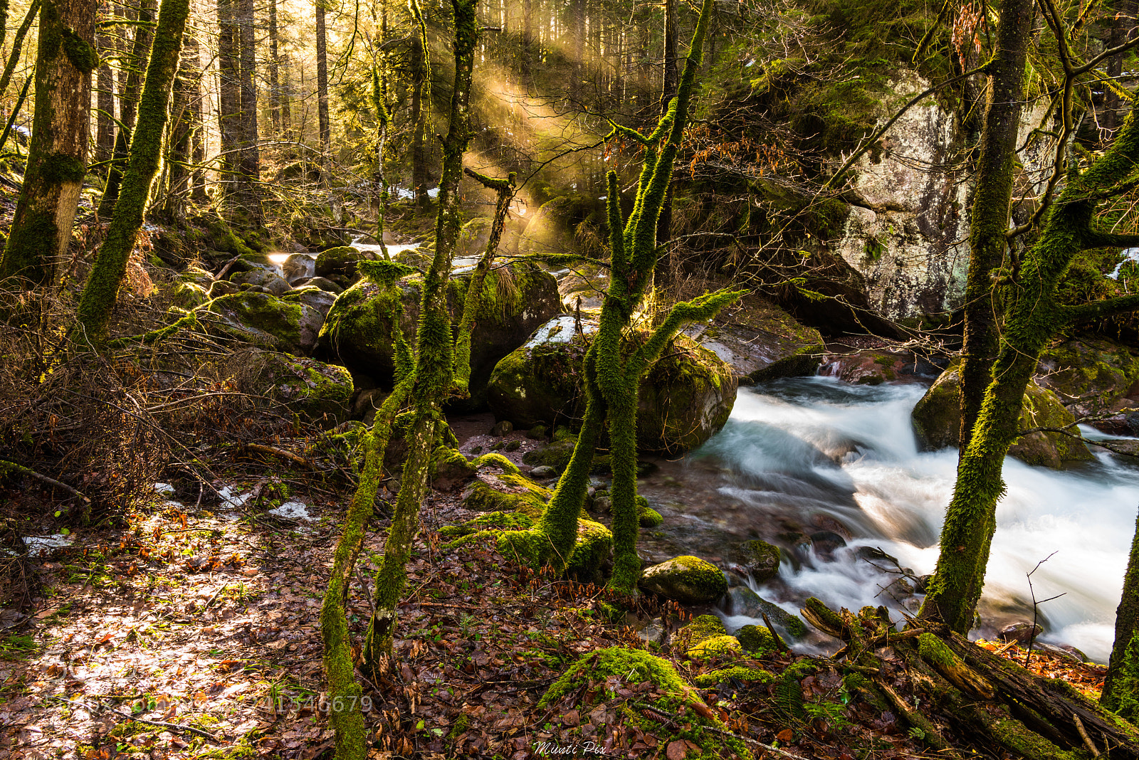 Nikon D810 sample photo. Golden light photography
