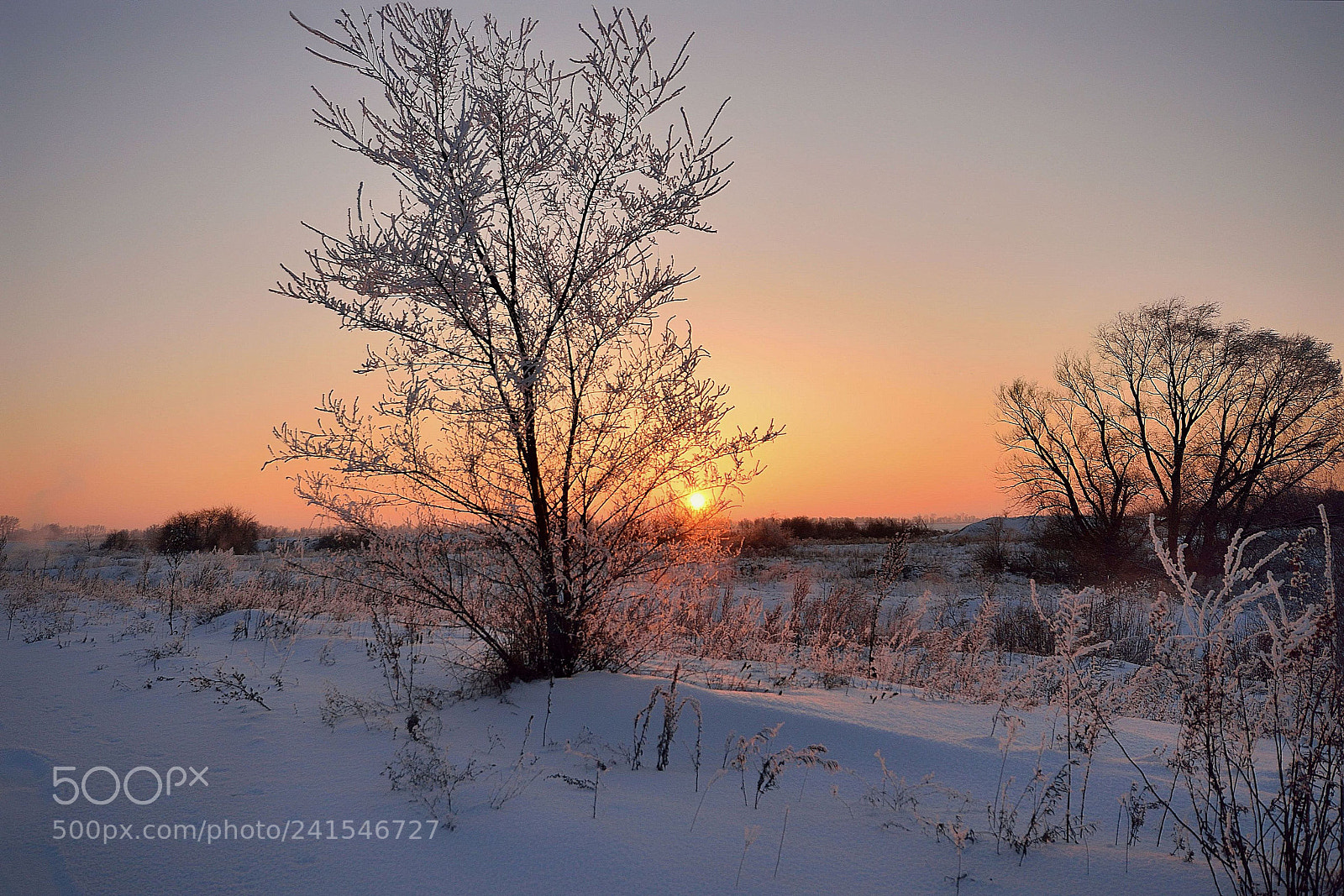 Nikon D610 sample photo. Frosty winter day photography