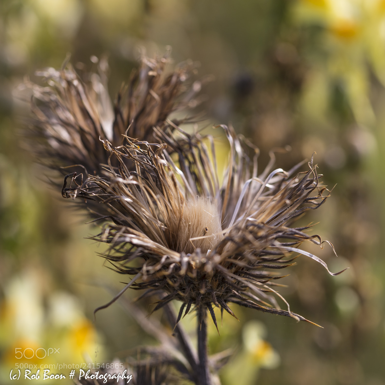 Canon EOS 5DS sample photo. Faded plant photography