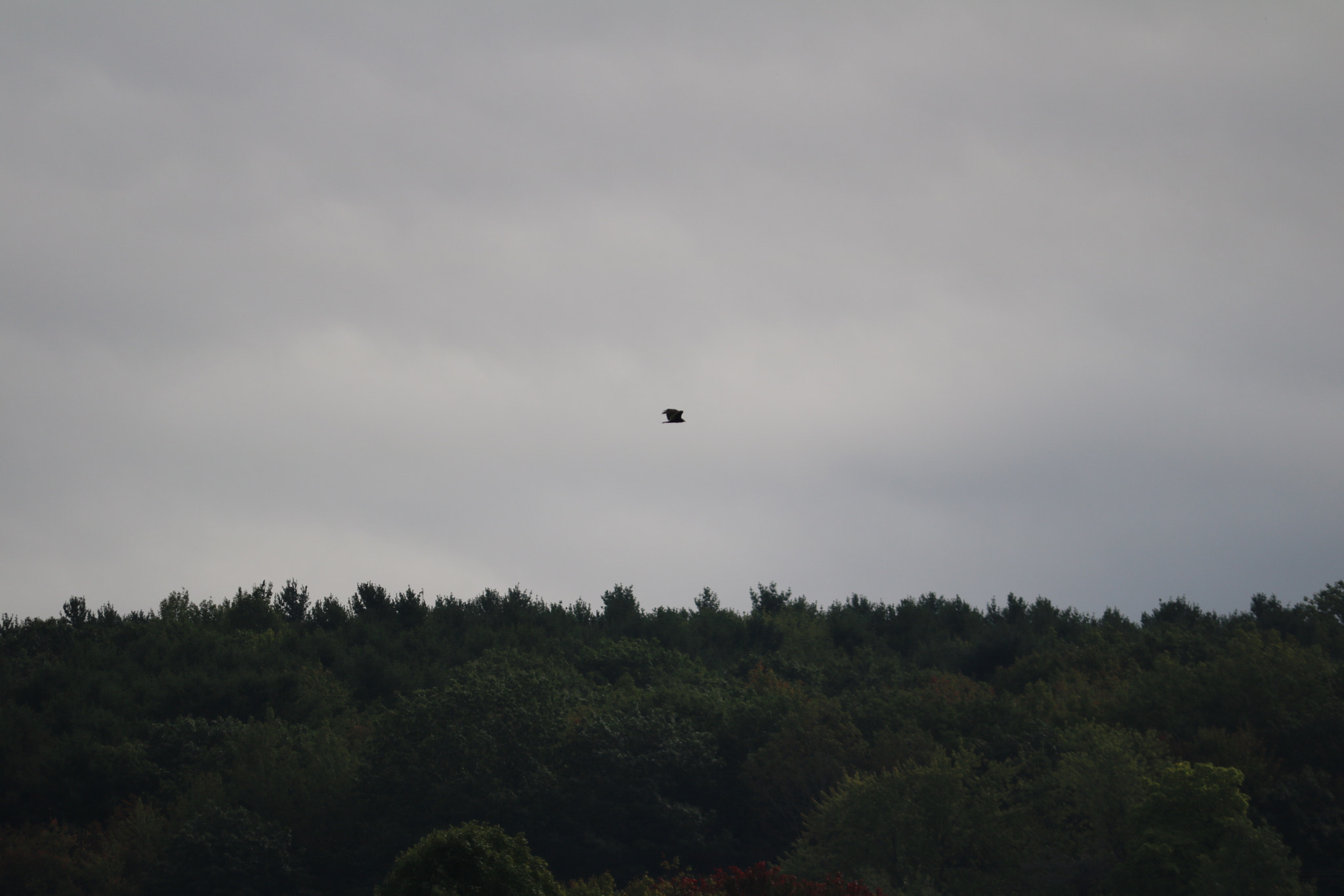 Canon EOS 750D (EOS Rebel T6i / EOS Kiss X8i) sample photo. Img photography