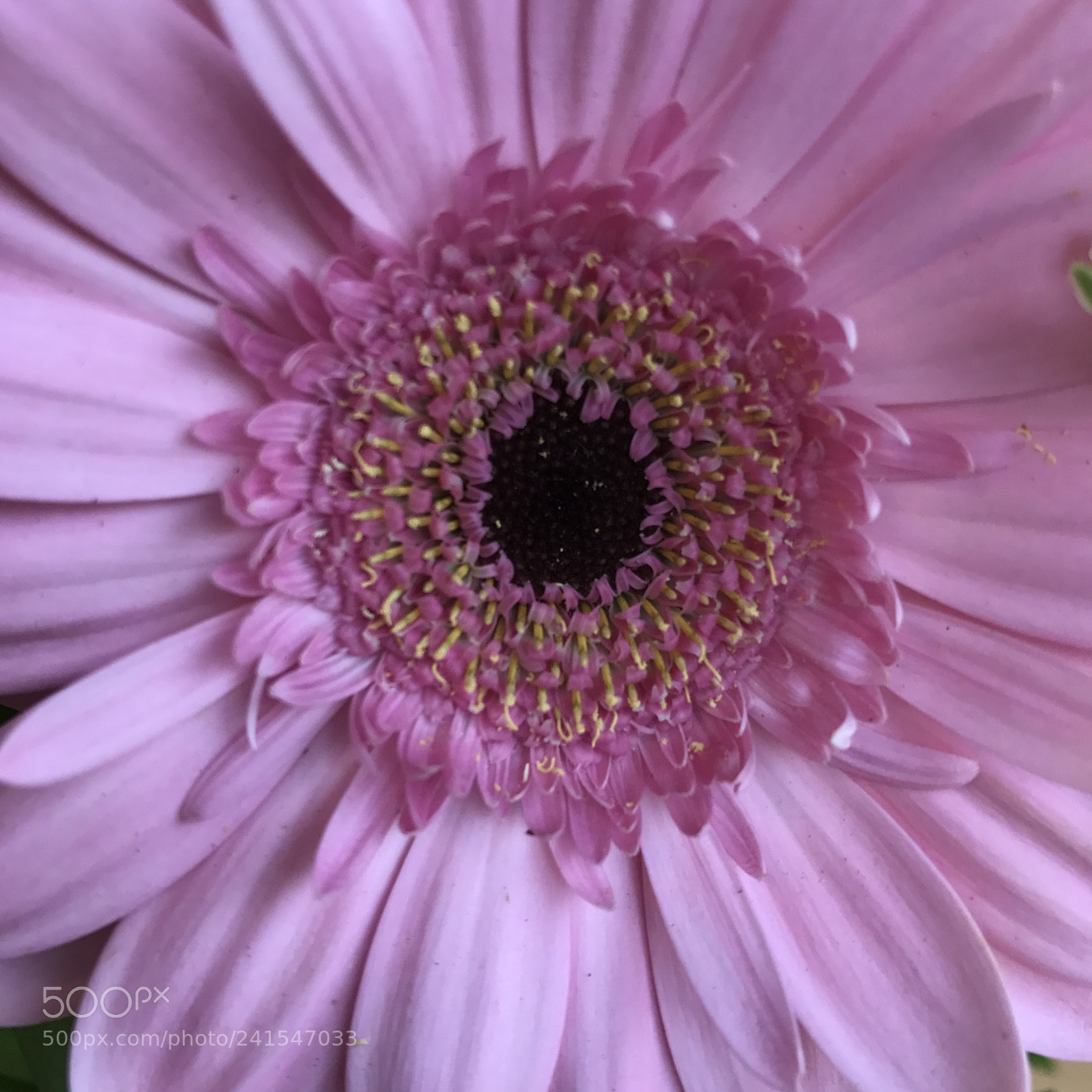 Apple iPhone 7 Plus sample photo. Img photography