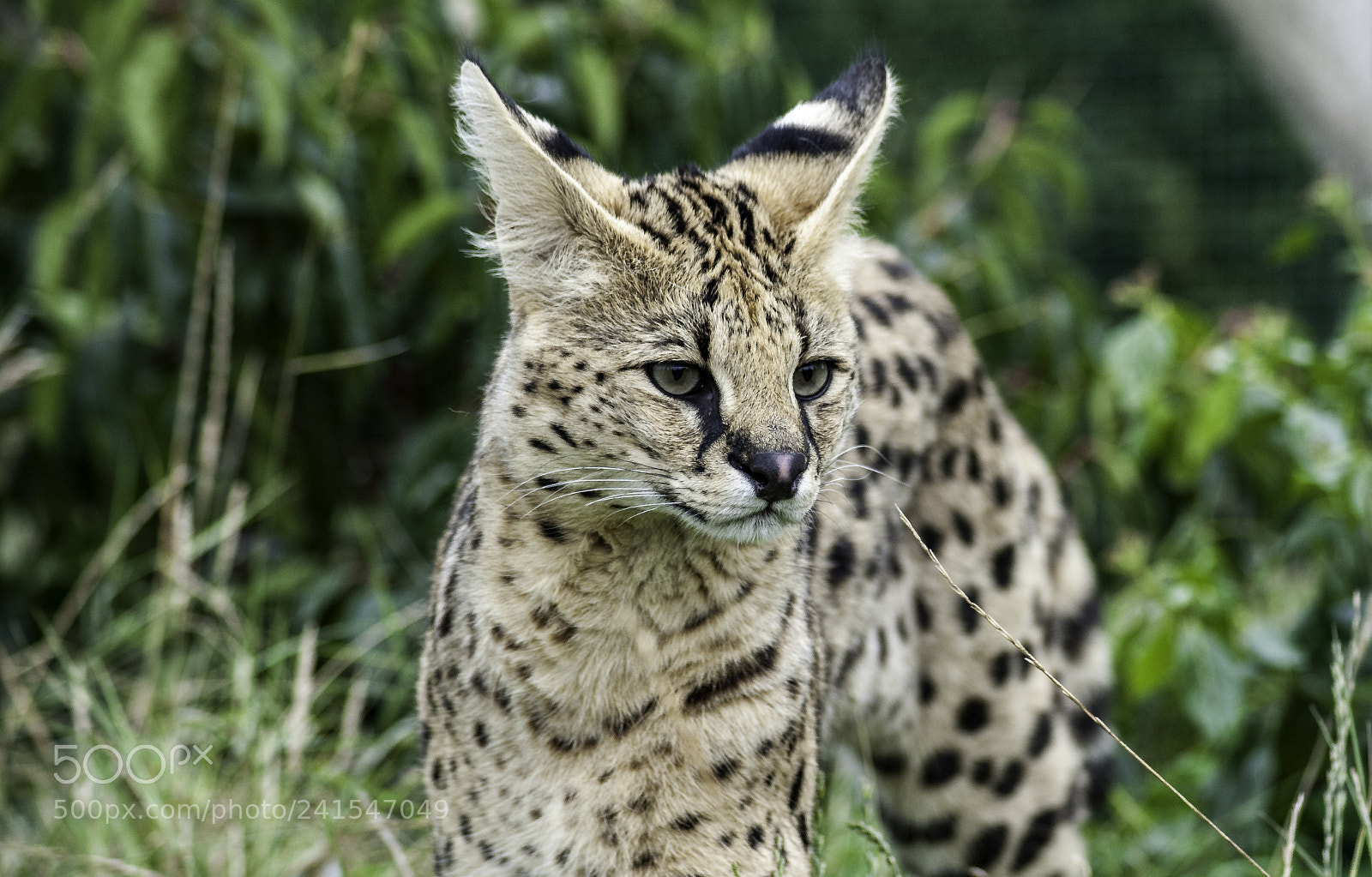 Nikon D700 sample photo. Serval series photography