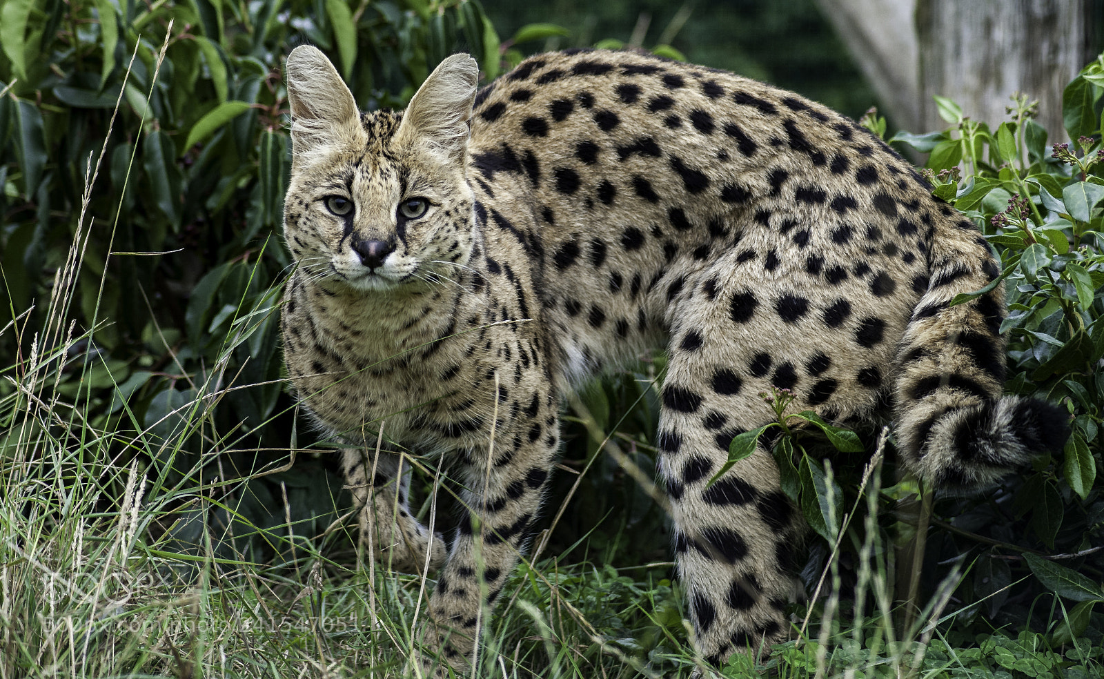 Nikon D700 sample photo. Serval series photography