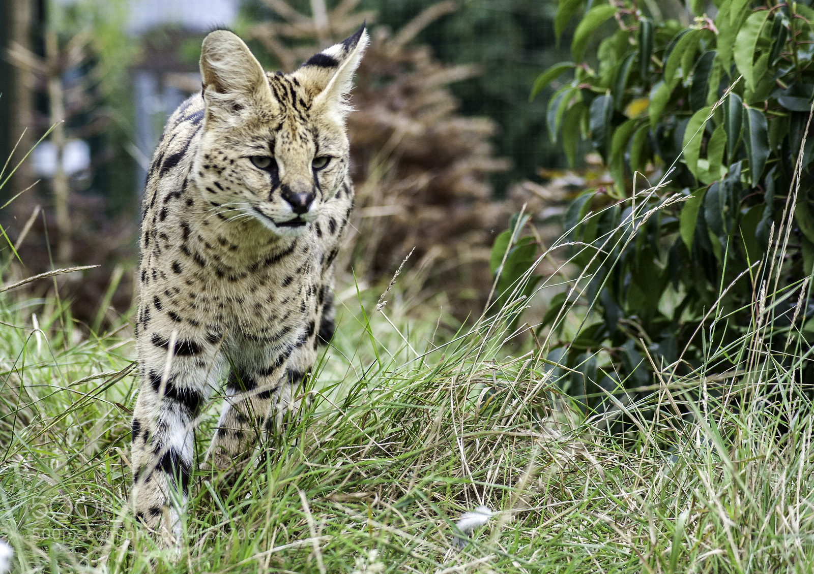 Nikon D700 sample photo. Serval series photography