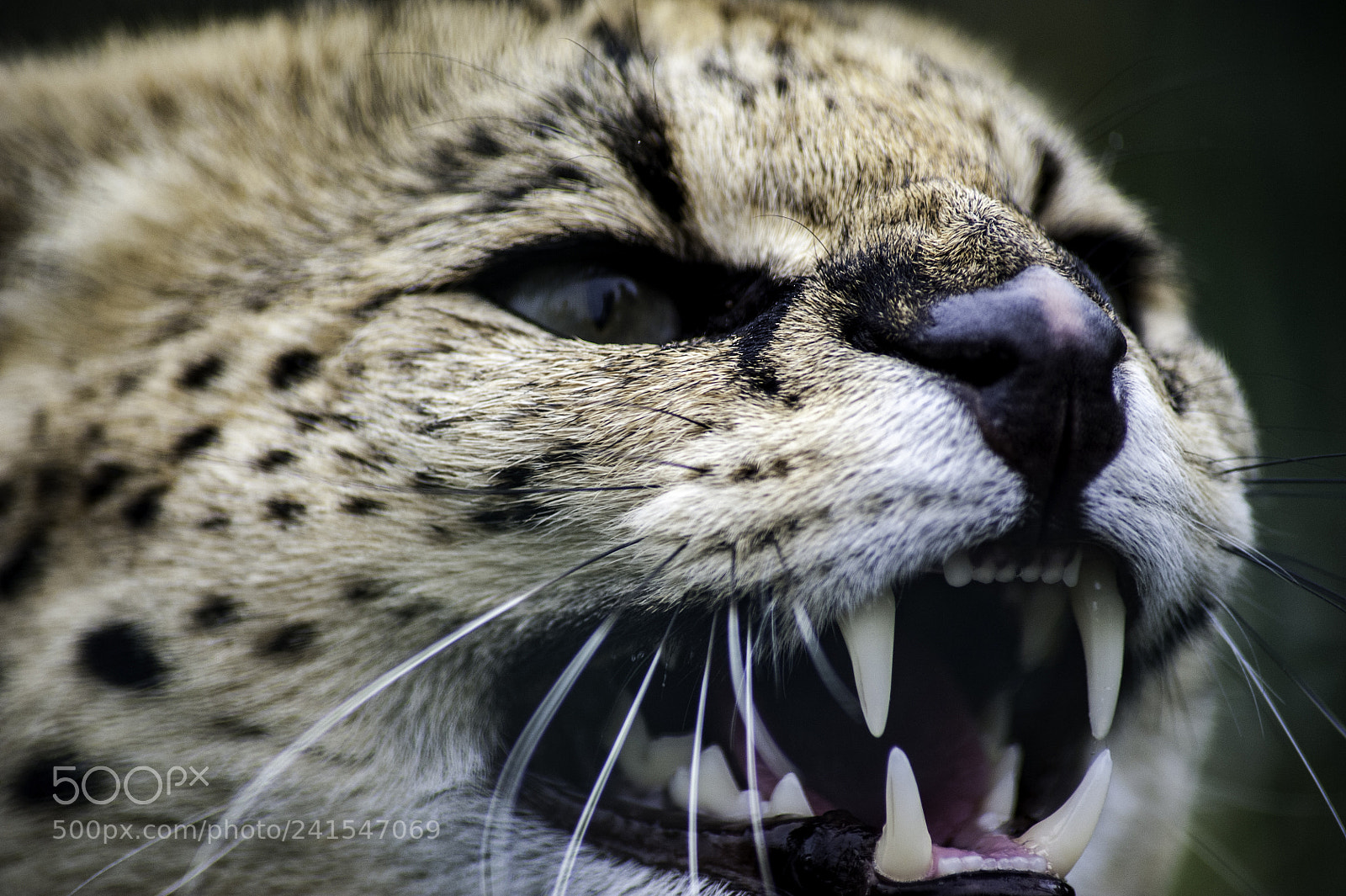 Nikon D700 sample photo. Serval series photography