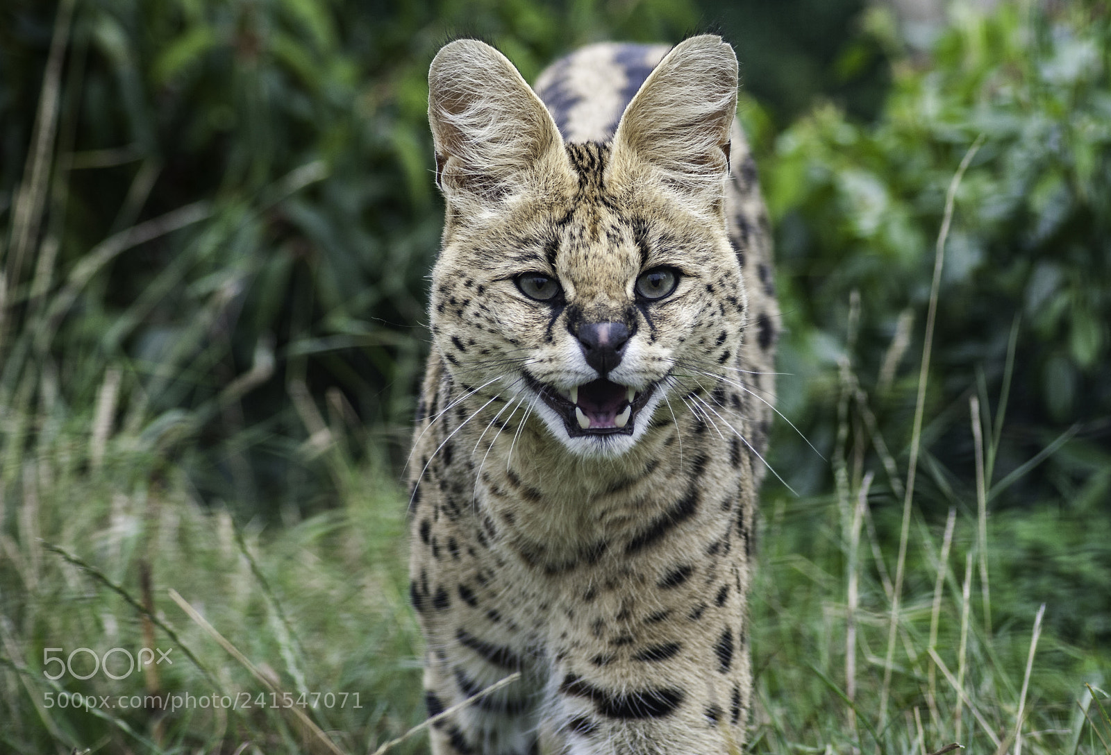 Nikon D700 sample photo. Serval series photography