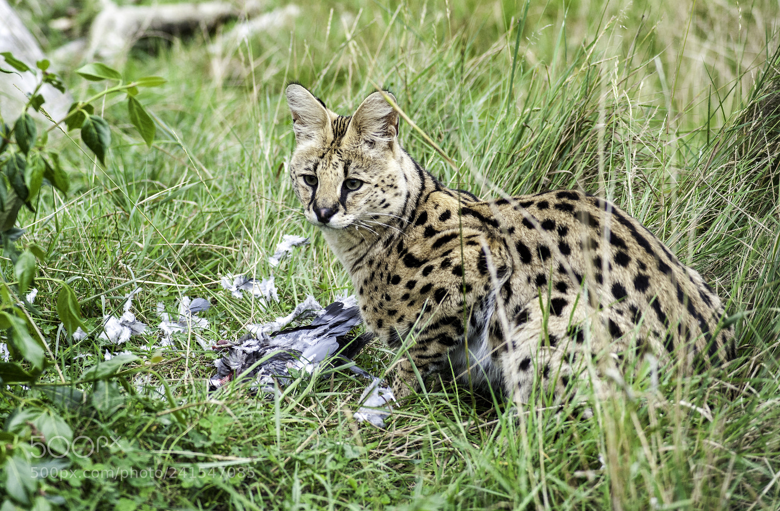 Nikon D700 sample photo. Serval series photography
