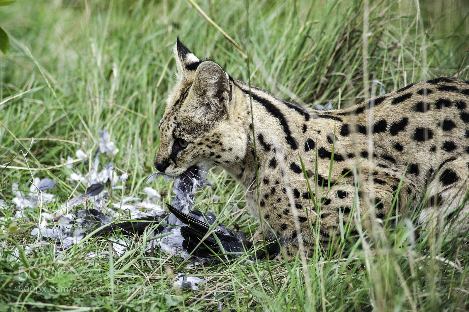 Nikon D700 sample photo. Serval series photography