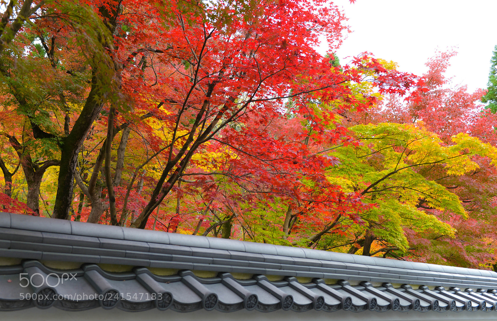 Nikon D600 sample photo. Kyoto photography