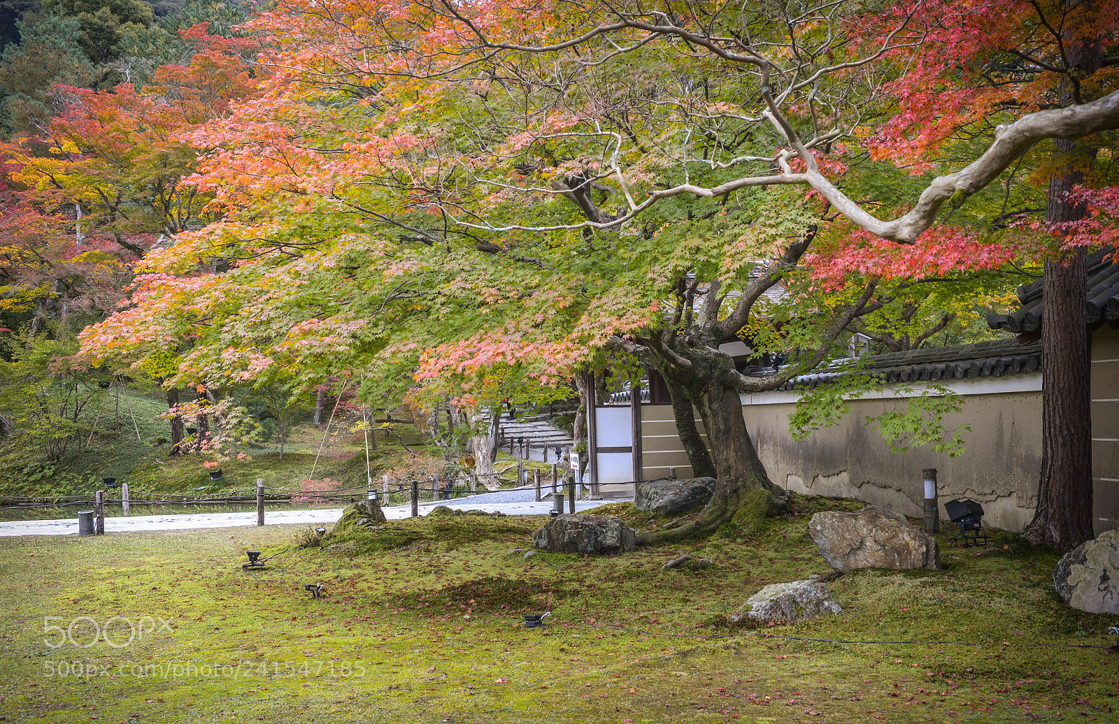 Nikon D600 sample photo. Kyoto photography