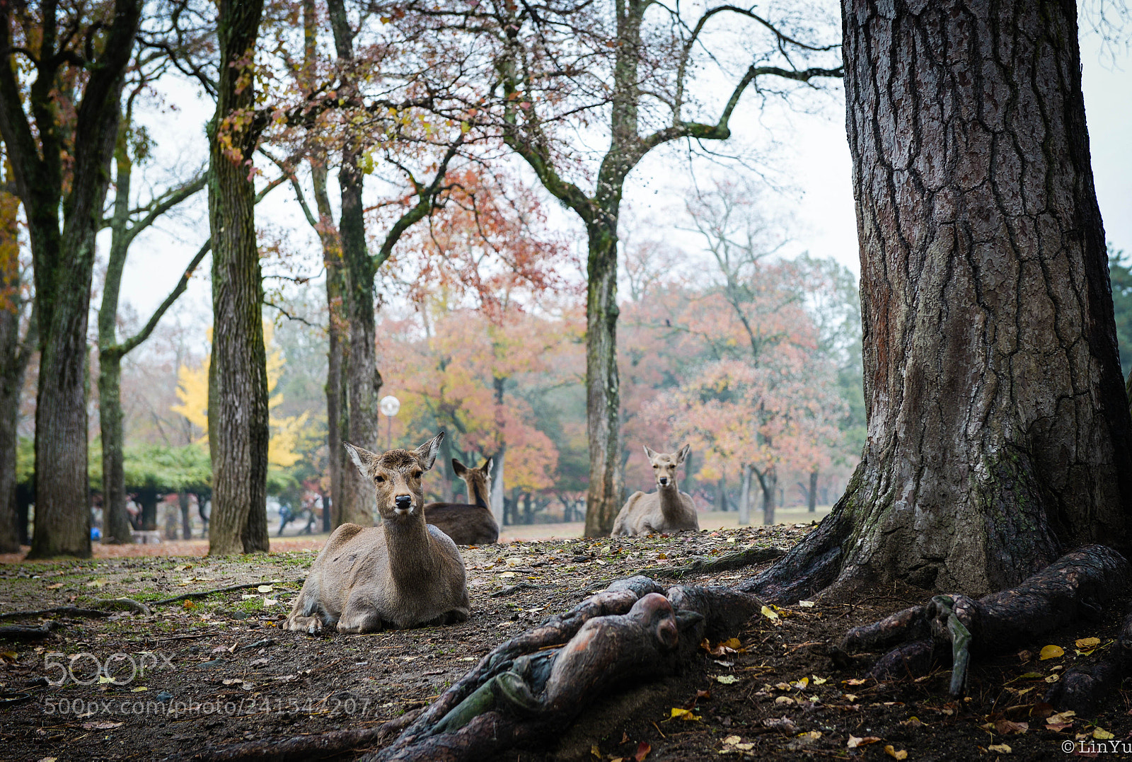 Nikon D600 sample photo. Kyoto photography