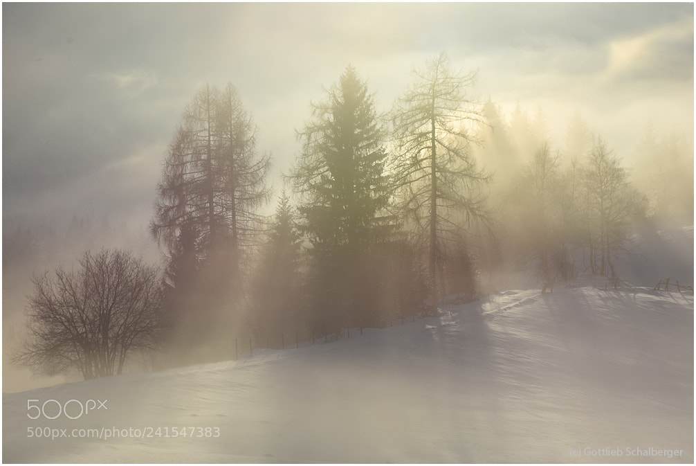 Nikon D7200 sample photo. Foggy colours photography