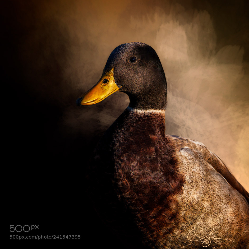 Canon EOS 50D sample photo. Portrait of a duck photography