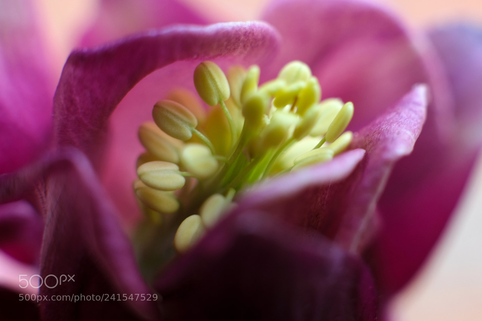 Fujifilm X-Pro2 sample photo. Flower photography