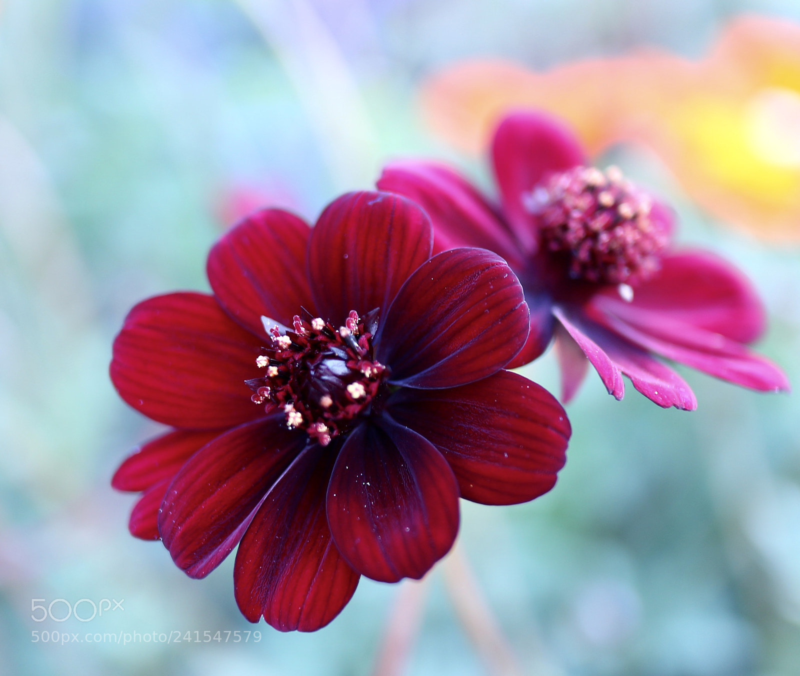 Canon EOS M10 sample photo. Cosmos photography