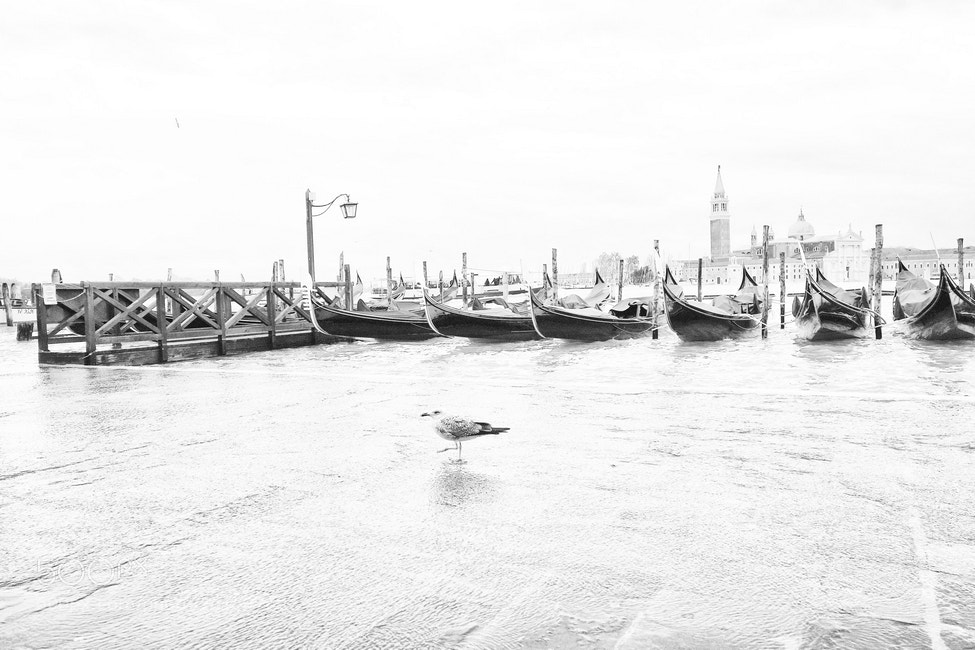 Sony Cyber-shot DSC-RX100 sample photo. Gondeln mit möwe photography