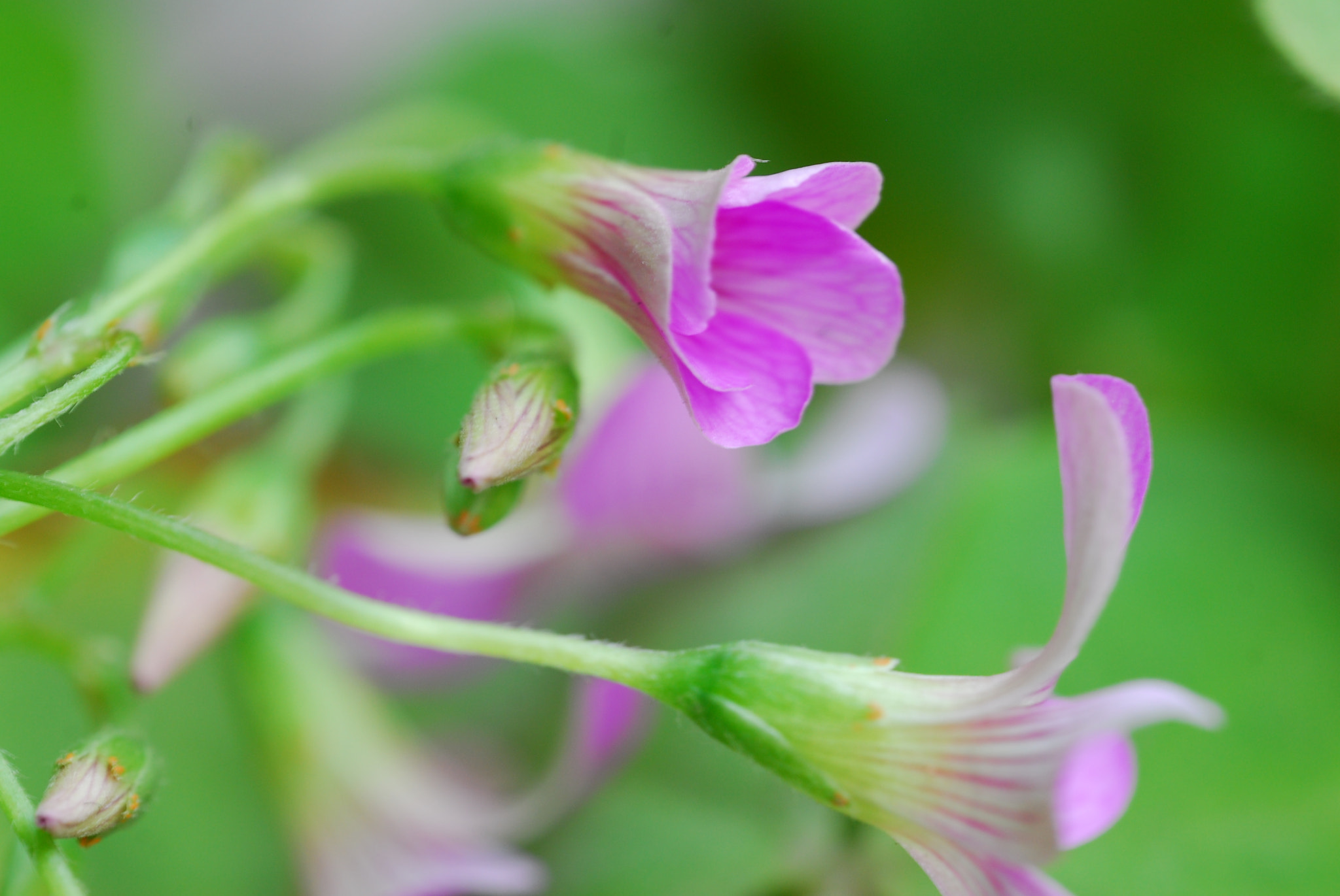 Nikon D200 + Manual Lens No CPU sample photo