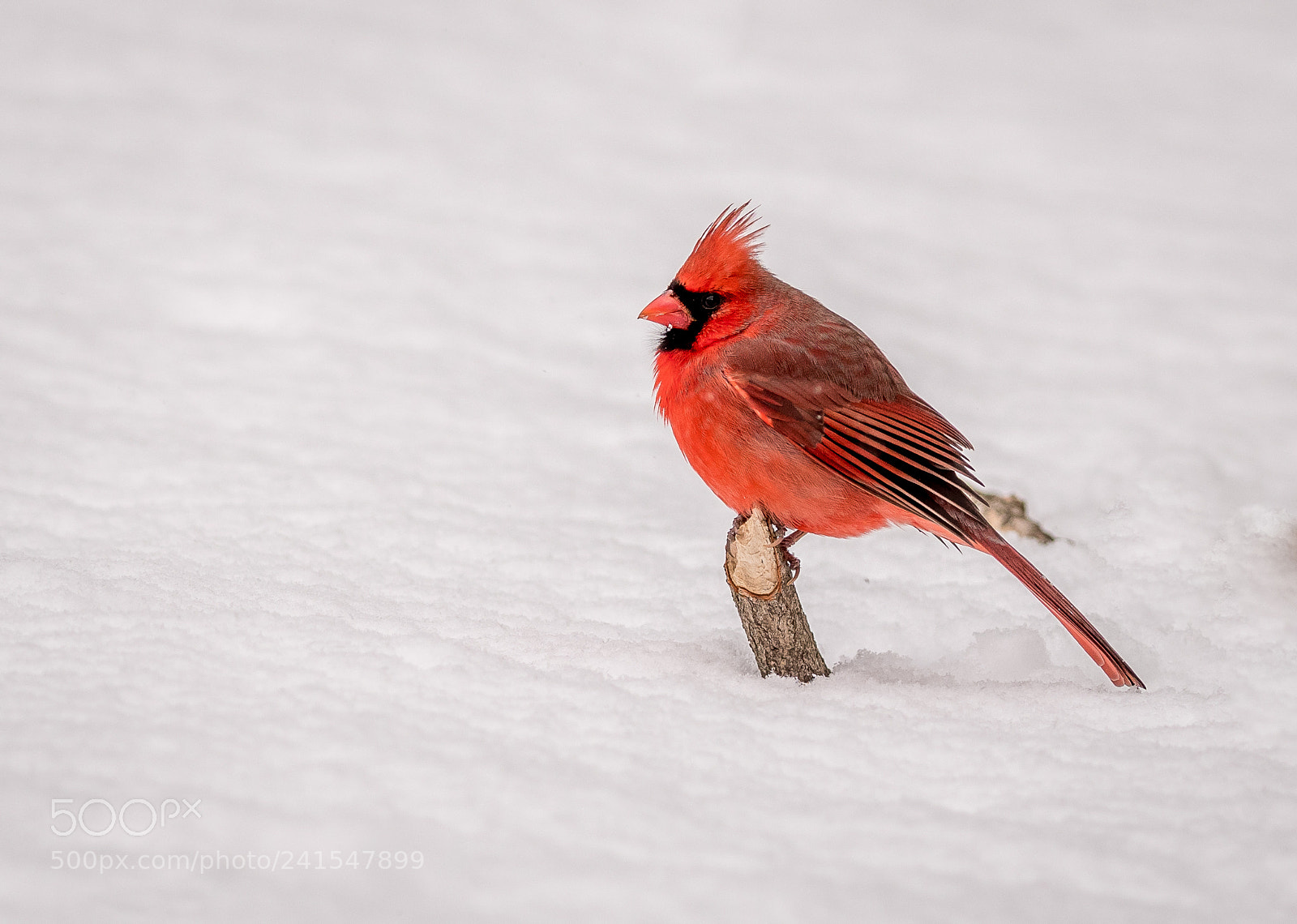 Nikon D500 sample photo. Cardinal on limb in photography
