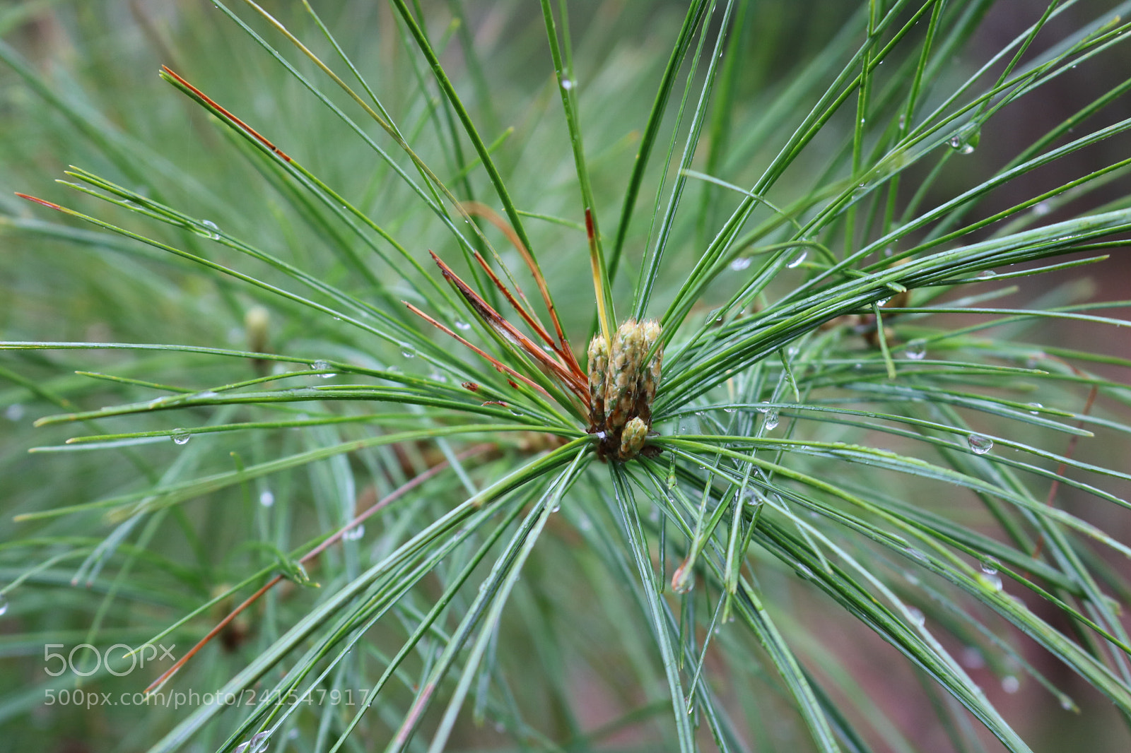 Canon EOS 750D (EOS Rebel T6i / EOS Kiss X8i) sample photo. Img photography