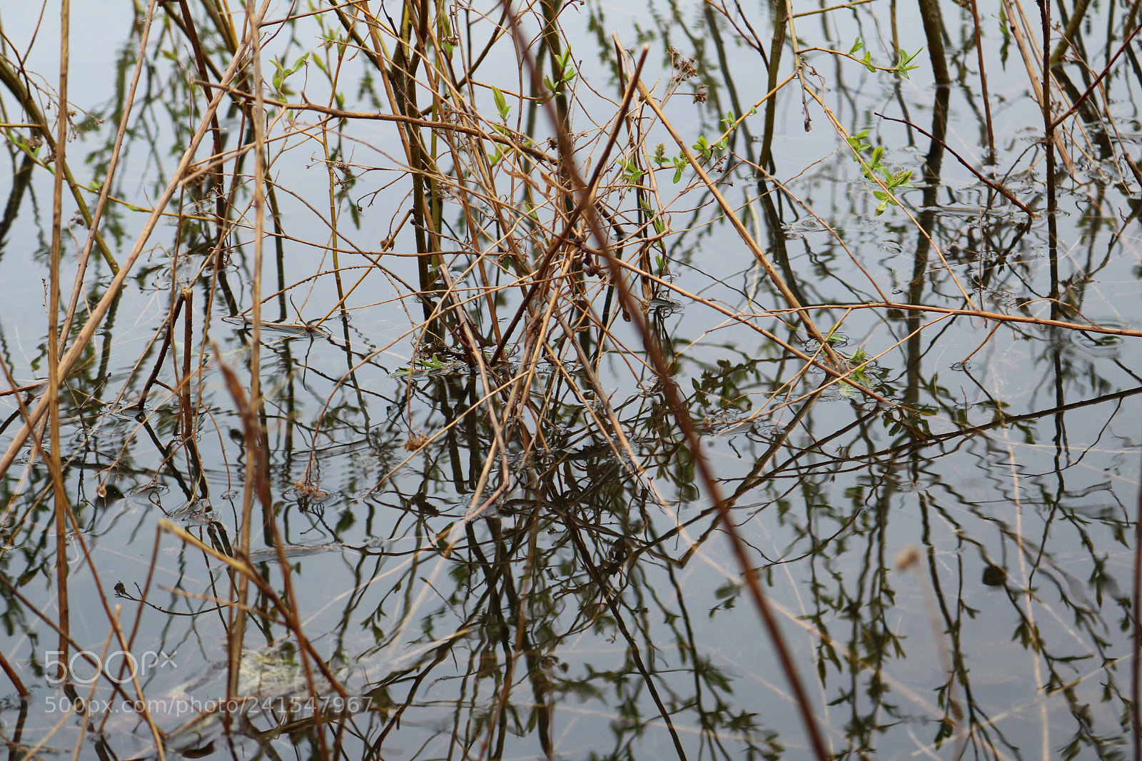 Canon EOS 750D (EOS Rebel T6i / EOS Kiss X8i) sample photo. Img photography