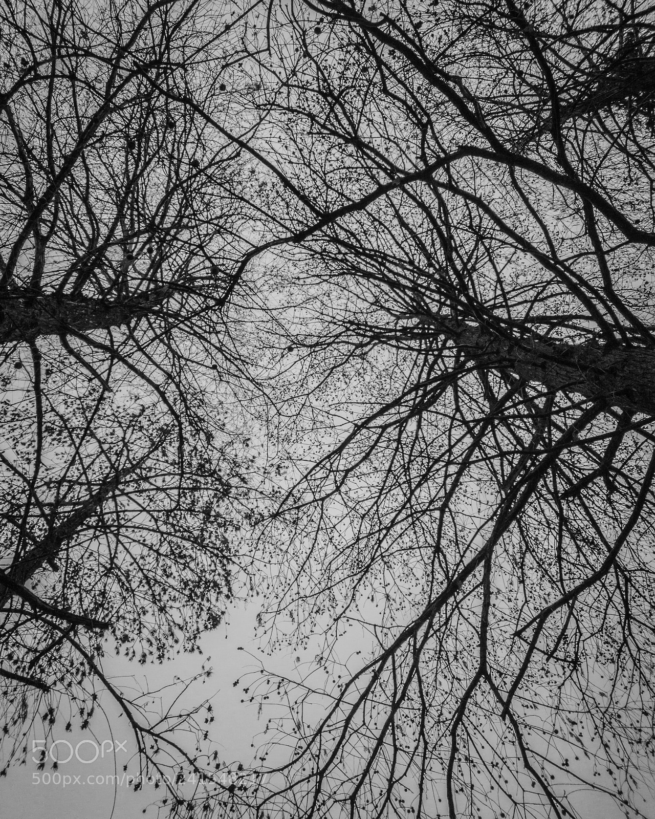 Samsung Galaxy S7 Edge sample photo. Winter tree photography