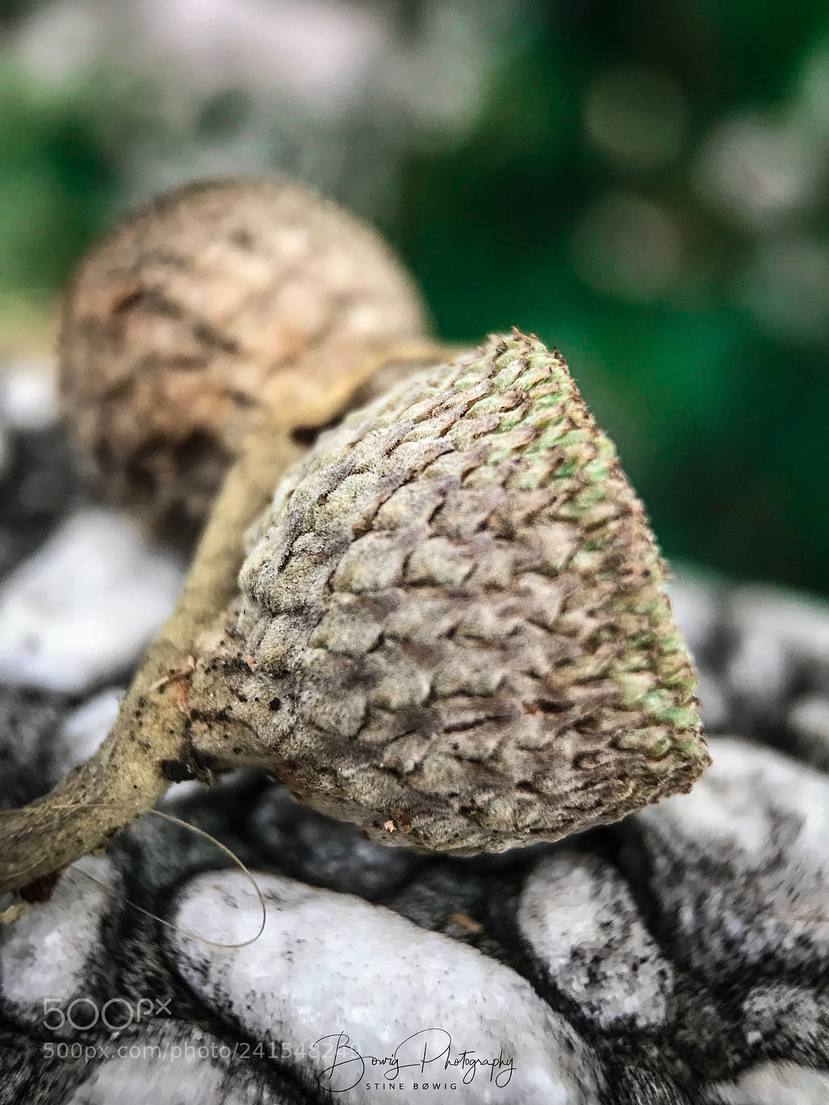 Apple iPhone 7 sample photo. An acorn from rome photography