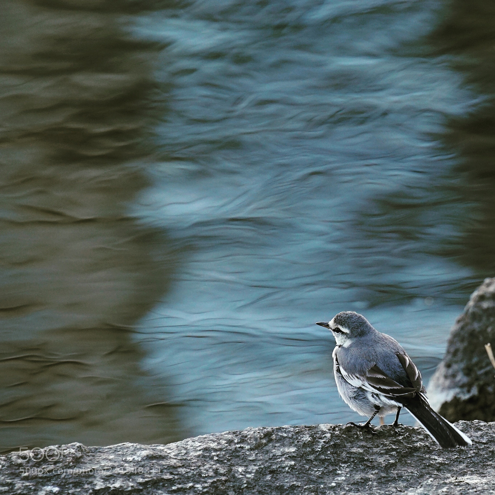 Sony a7 II sample photo. Bird ? photography