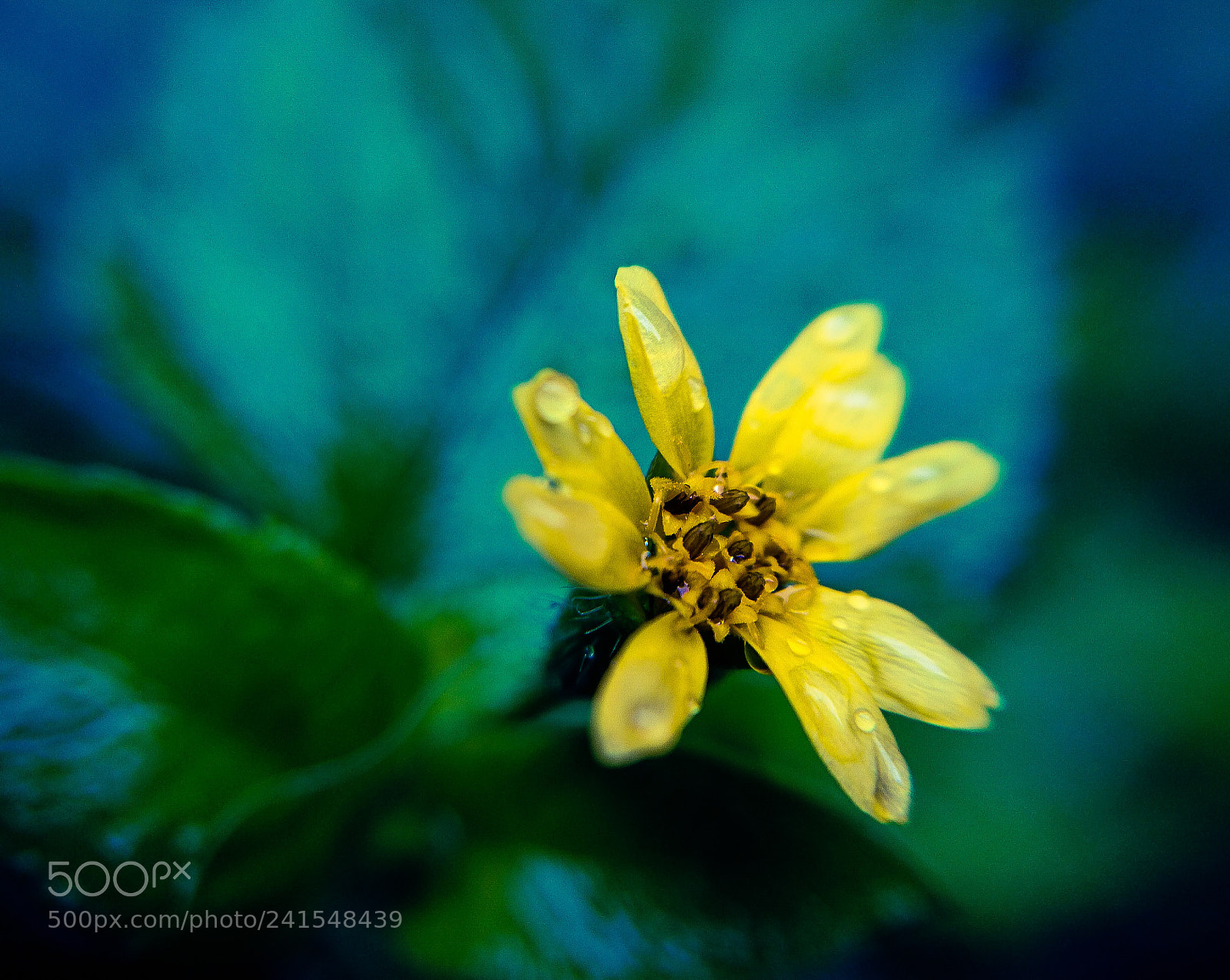 Sony Xperia Z5 sample photo. Peque a flor enmedio photography