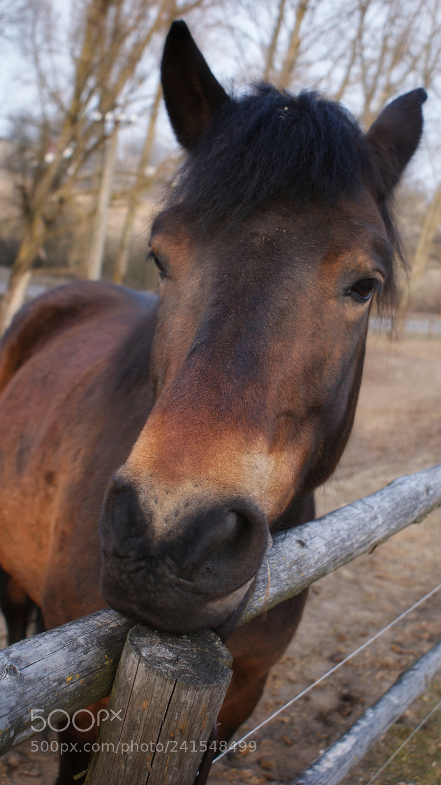 Sony Alpha DSLR-A200 sample photo. Untitled photography