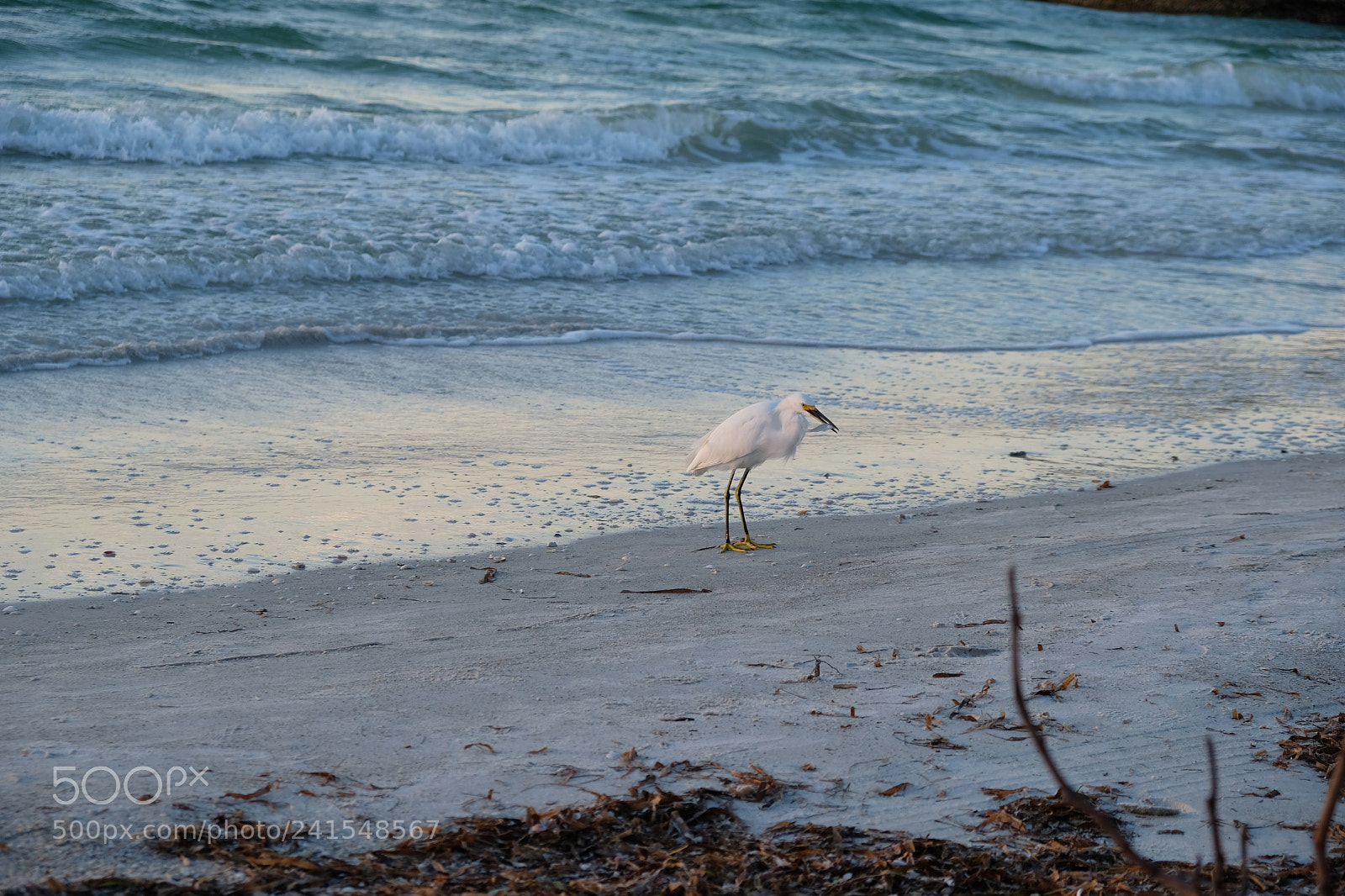 Fujifilm X-E3 sample photo. Bird catches fish photography