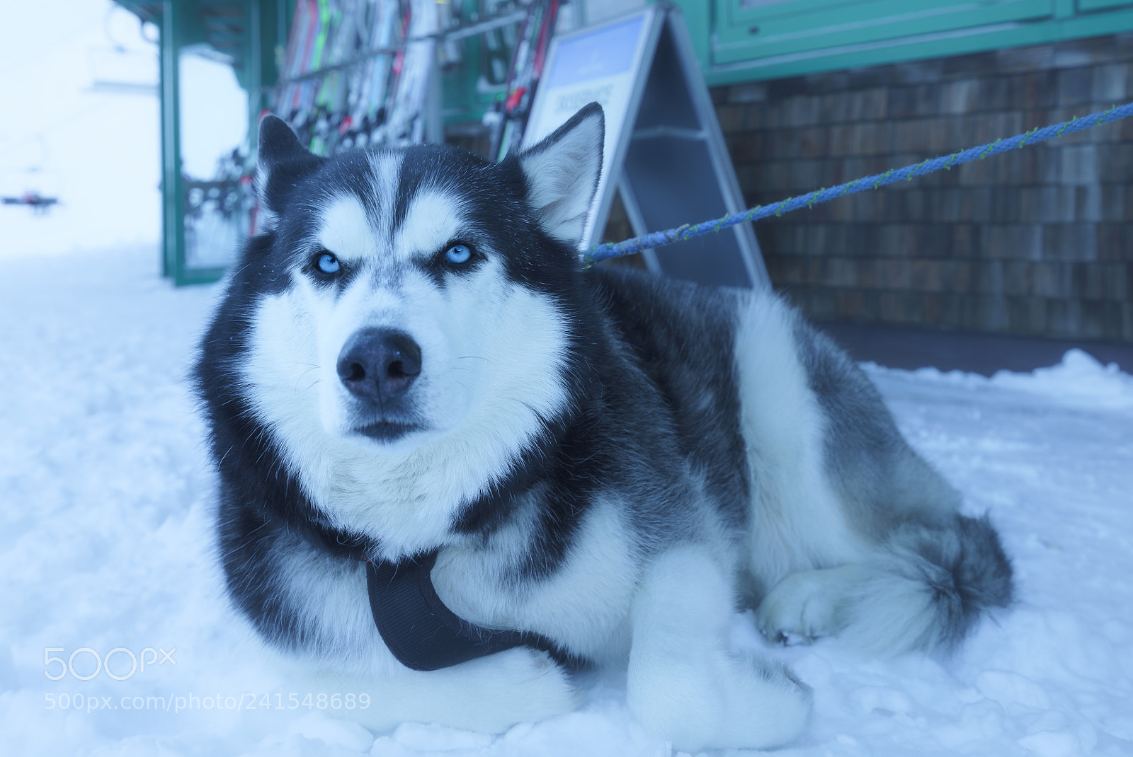 Sony a7S II sample photo. Relaxed husky photography