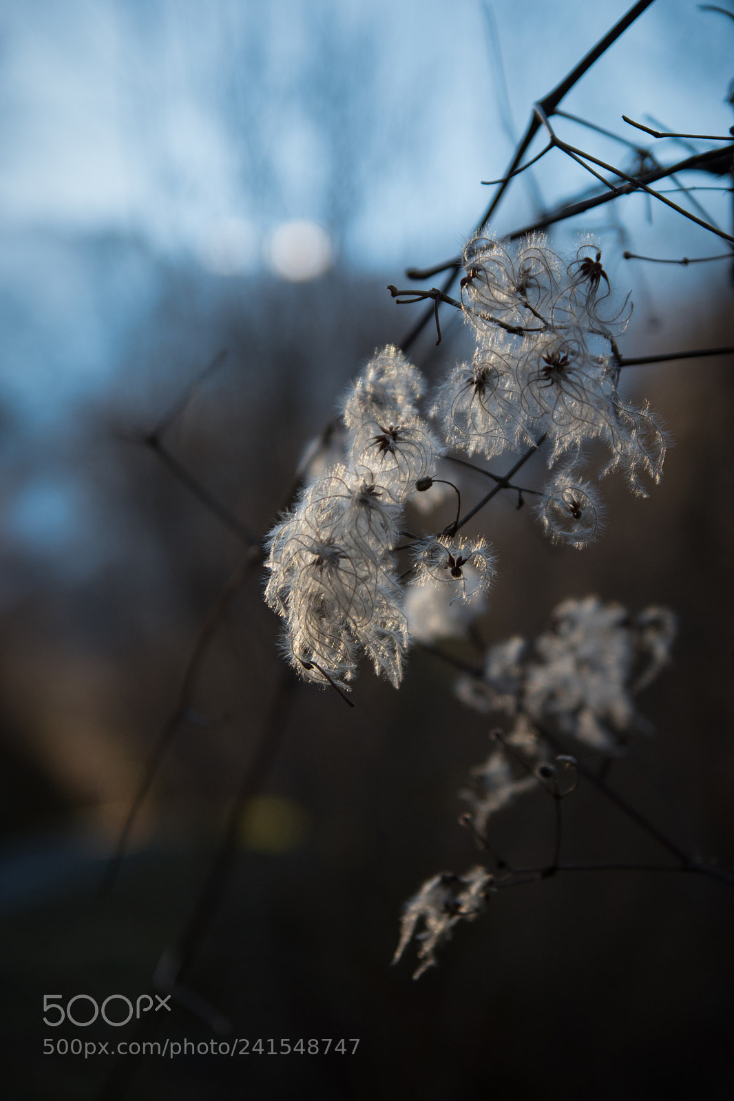 Nikon D5500 sample photo. Clematis photography