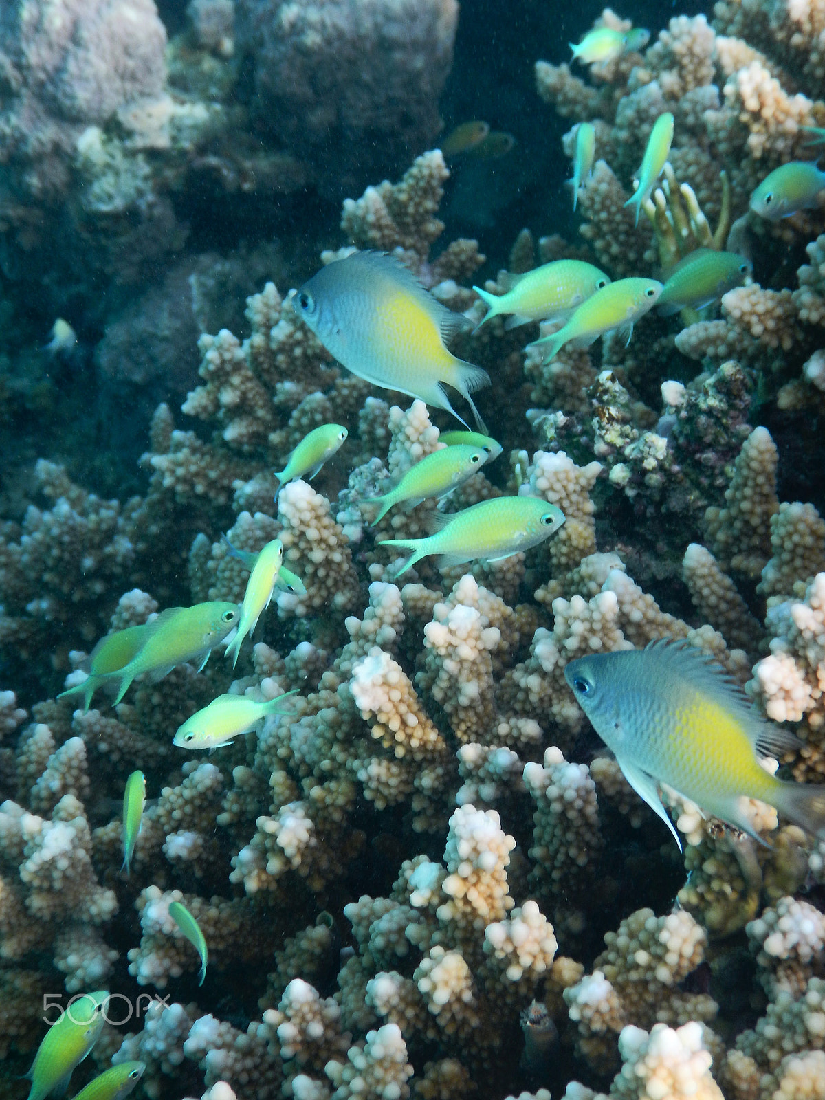 Nikon Coolpix AW130 sample photo. Blue green chromis and yellowfin damsel photography