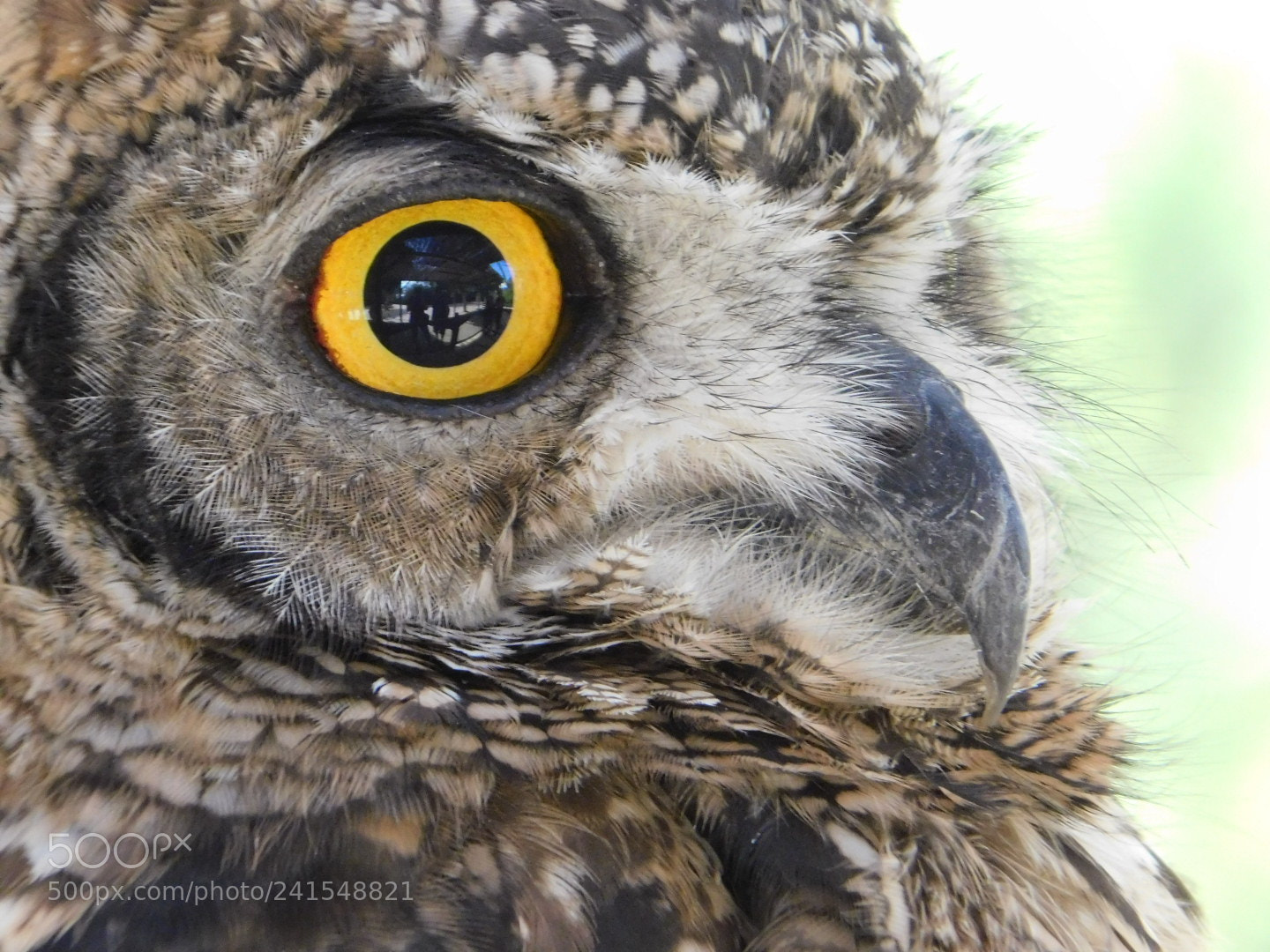 Nikon Coolpix B500 sample photo. Owl in captivity photography