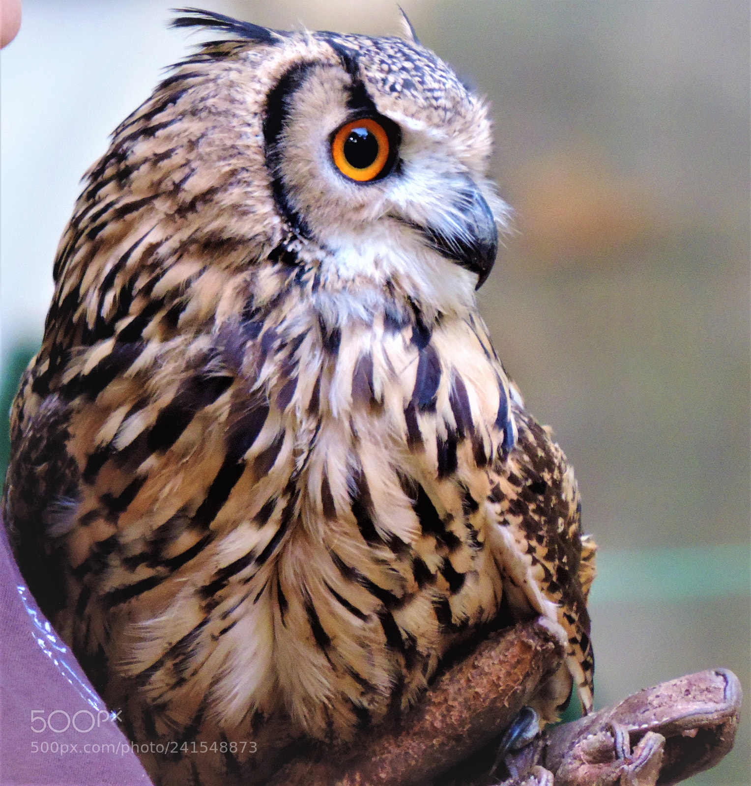 Nikon Coolpix P520 sample photo. An eagle-owl view! photography