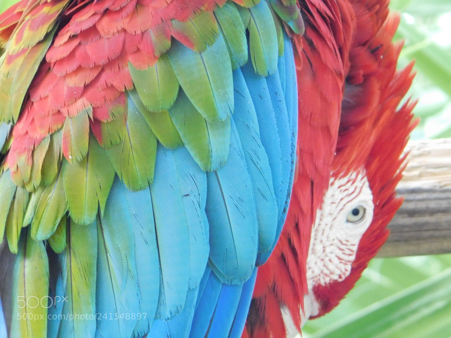 Nikon Coolpix B500 sample photo. This bird did not photography