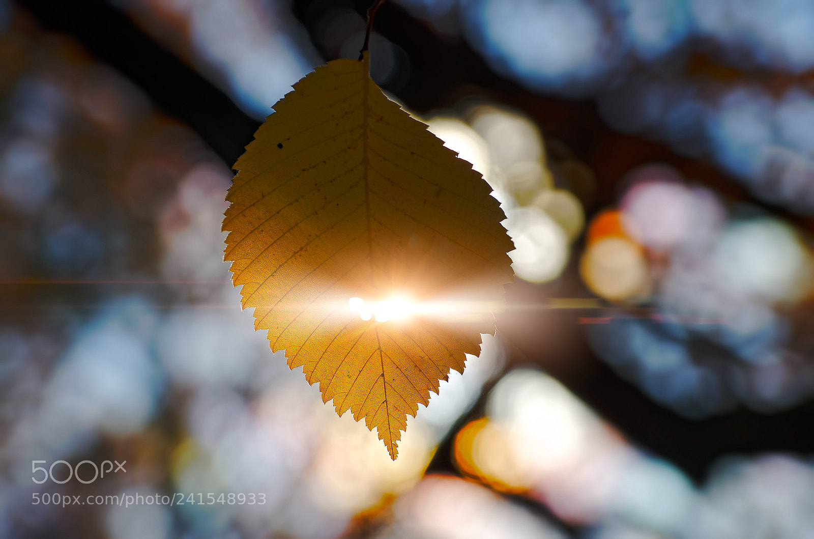 Pentax K-5 sample photo. The colors of fall... _68_ photography