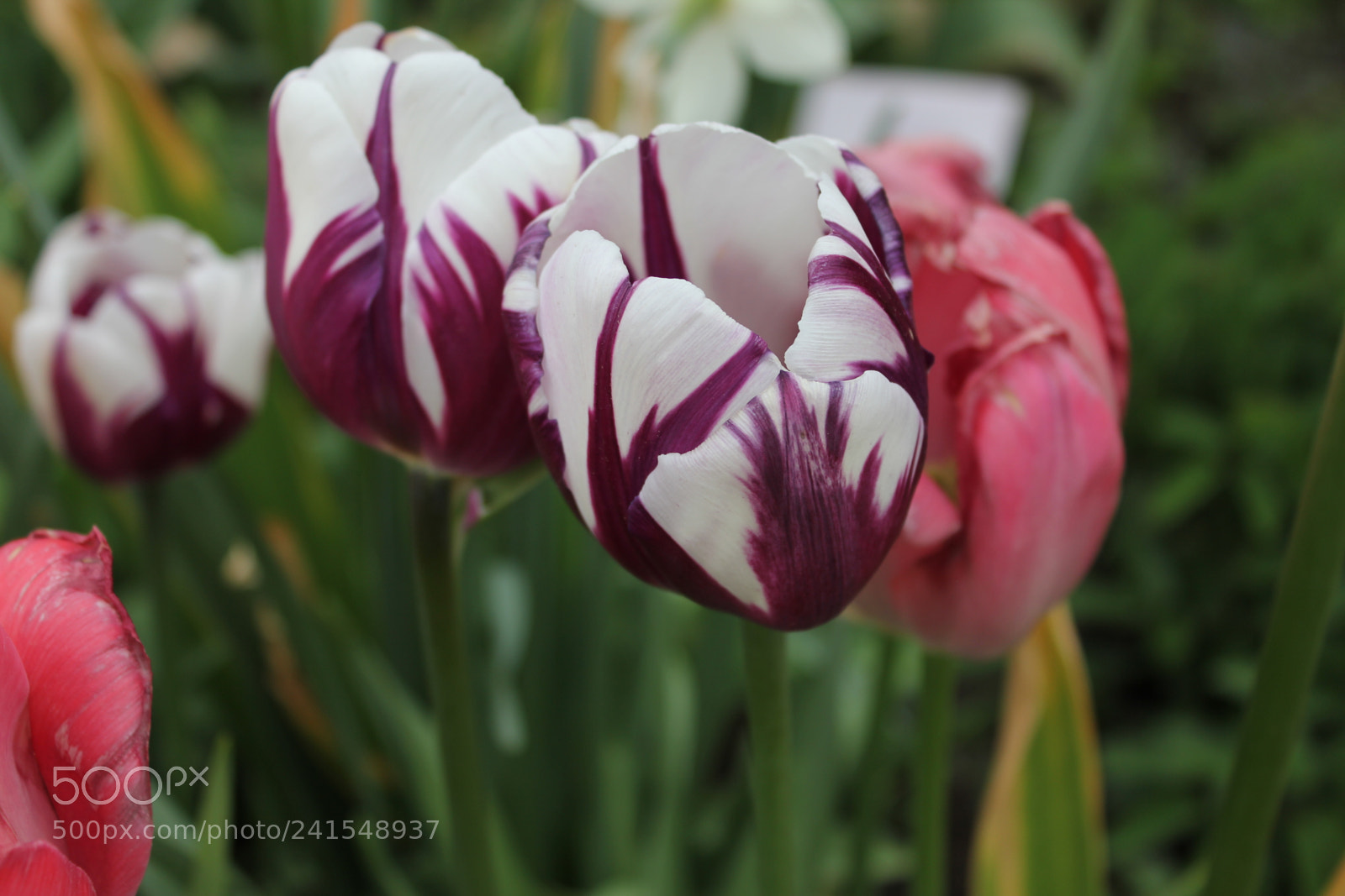 Canon EF-S 18-55mm F3.5-5.6 IS sample photo. Tulips edward's gardens, toronto photography