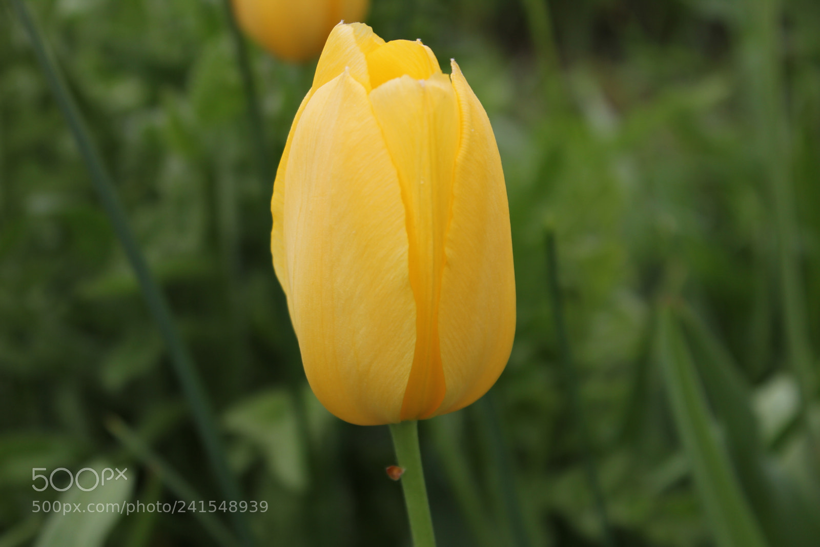 Canon EF-S 18-55mm F3.5-5.6 IS sample photo. Tulips edward's gardens, toronto photography