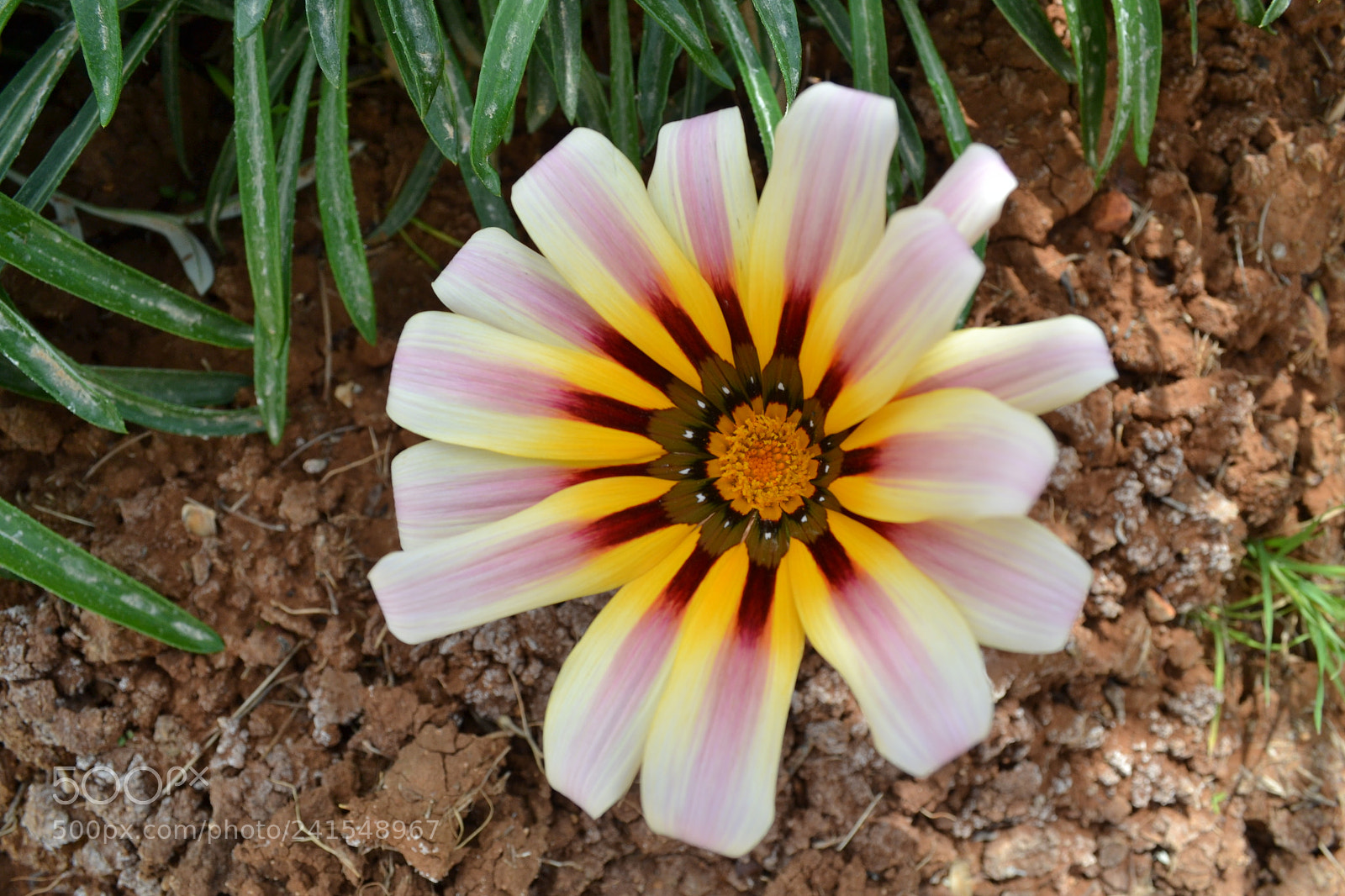 Nikon D3100 sample photo. Beautiful flower photography