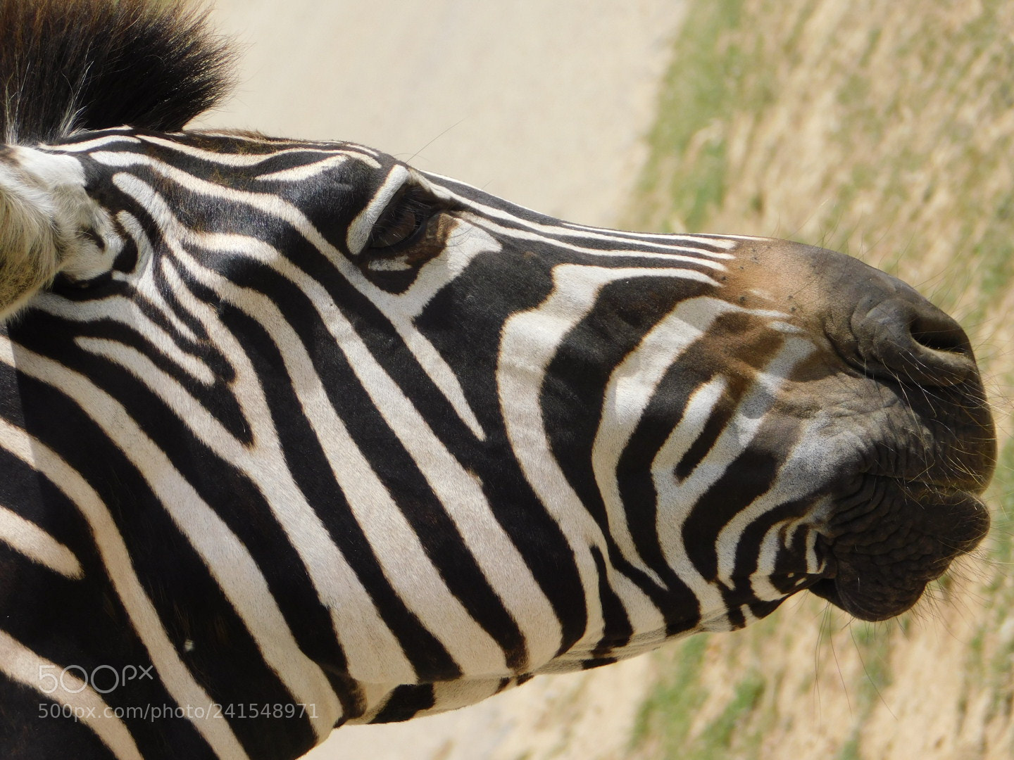 Nikon Coolpix B500 sample photo. Zebra in france photography