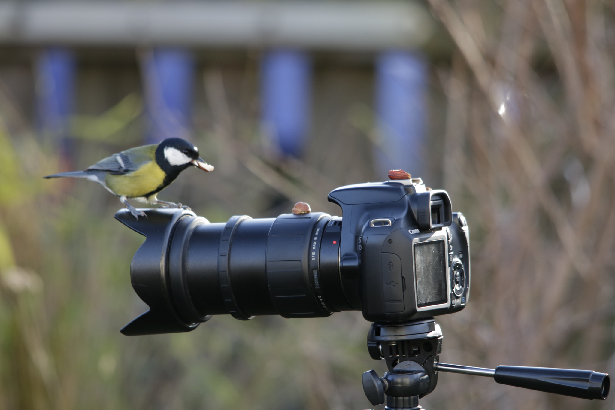 Canon EOS 750D (EOS Rebel T6i / EOS Kiss X8i) + Sigma 150-500mm F5-6.3 DG OS HSM sample photo