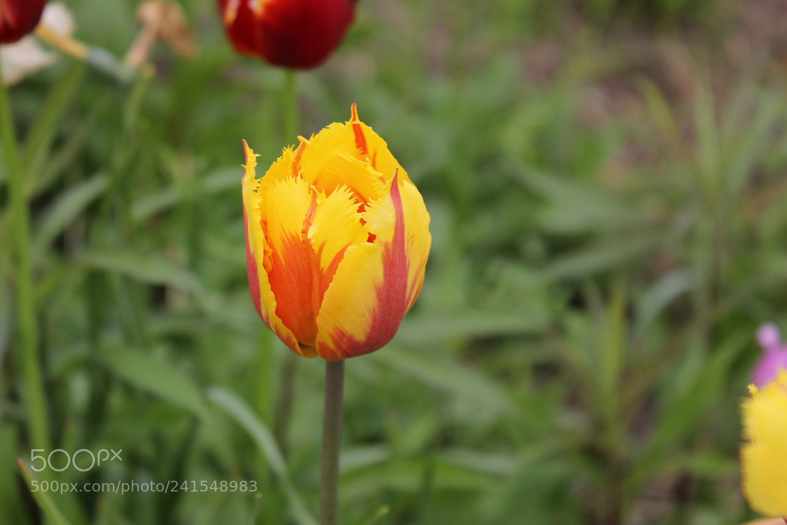 Canon EF-S 18-55mm F3.5-5.6 IS sample photo. Tulips edward's gardens, toronto photography