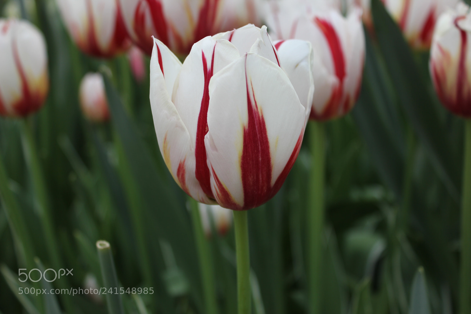 Canon EF-S 18-55mm F3.5-5.6 IS sample photo. Tulips edward's gardens, toronto photography