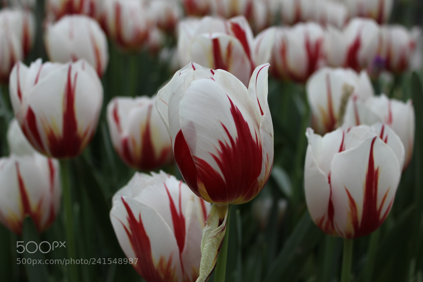 Canon EF-S 18-55mm F3.5-5.6 IS sample photo. Tulips edward's gardens, toronto photography