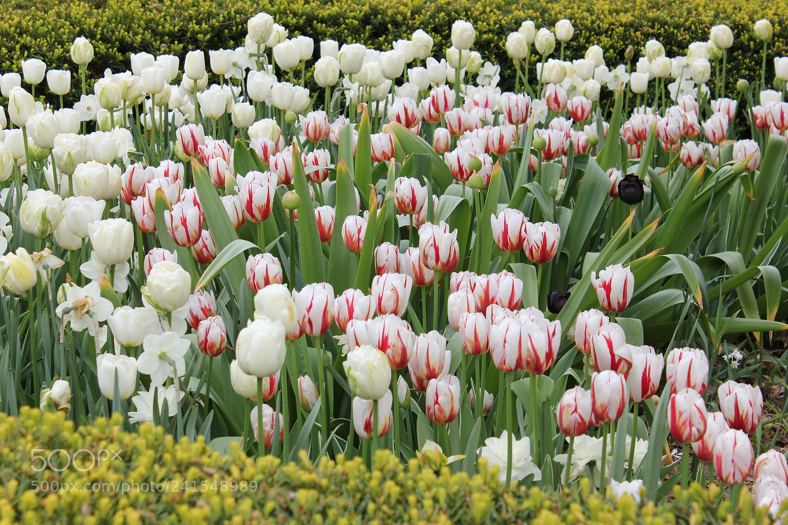 Canon EF-S 18-55mm F3.5-5.6 IS sample photo. Tulips edward's gardens, toronto photography
