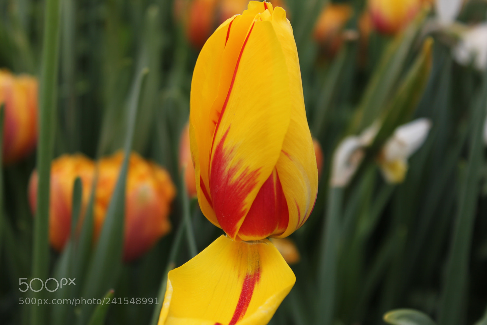 Canon EF-S 18-55mm F3.5-5.6 IS sample photo. Tulips edward's gardens, toronto photography